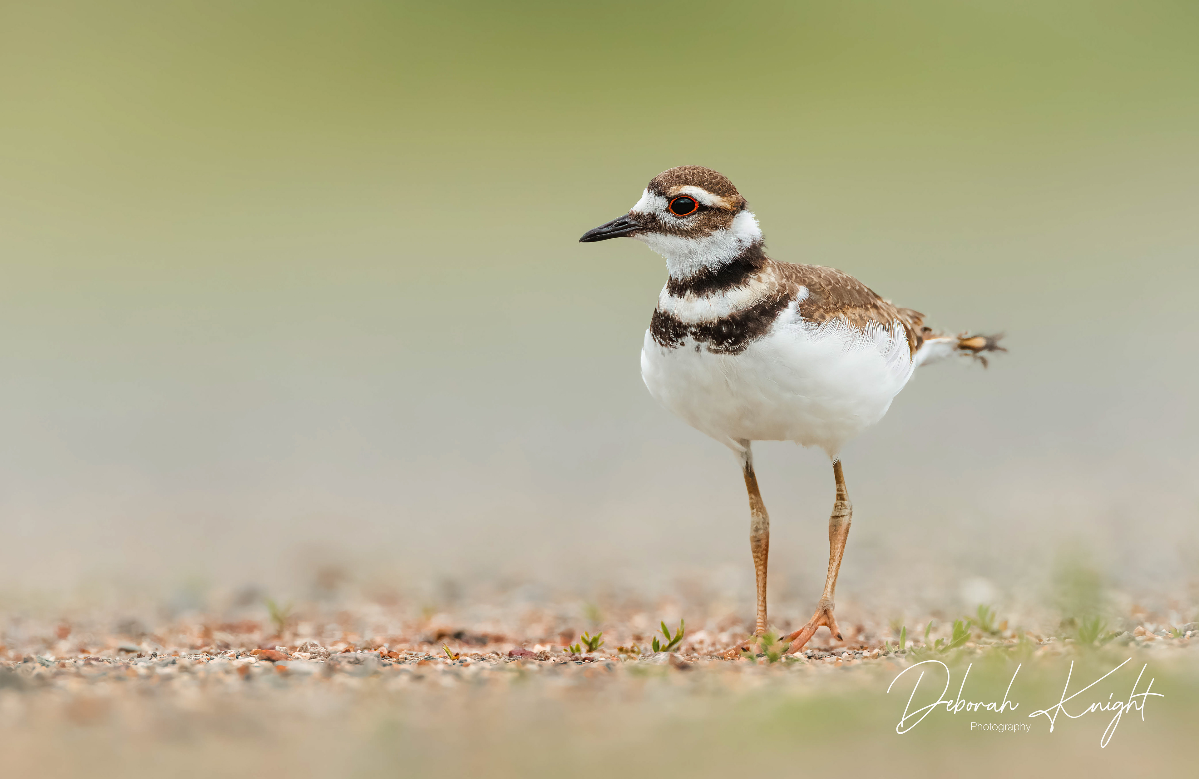 Killdeer