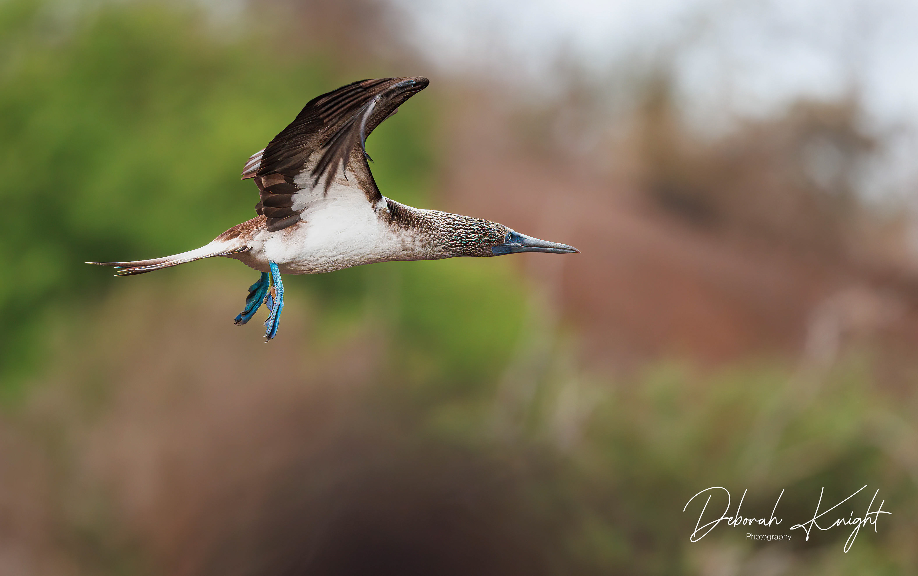 Blue-Footed Booby