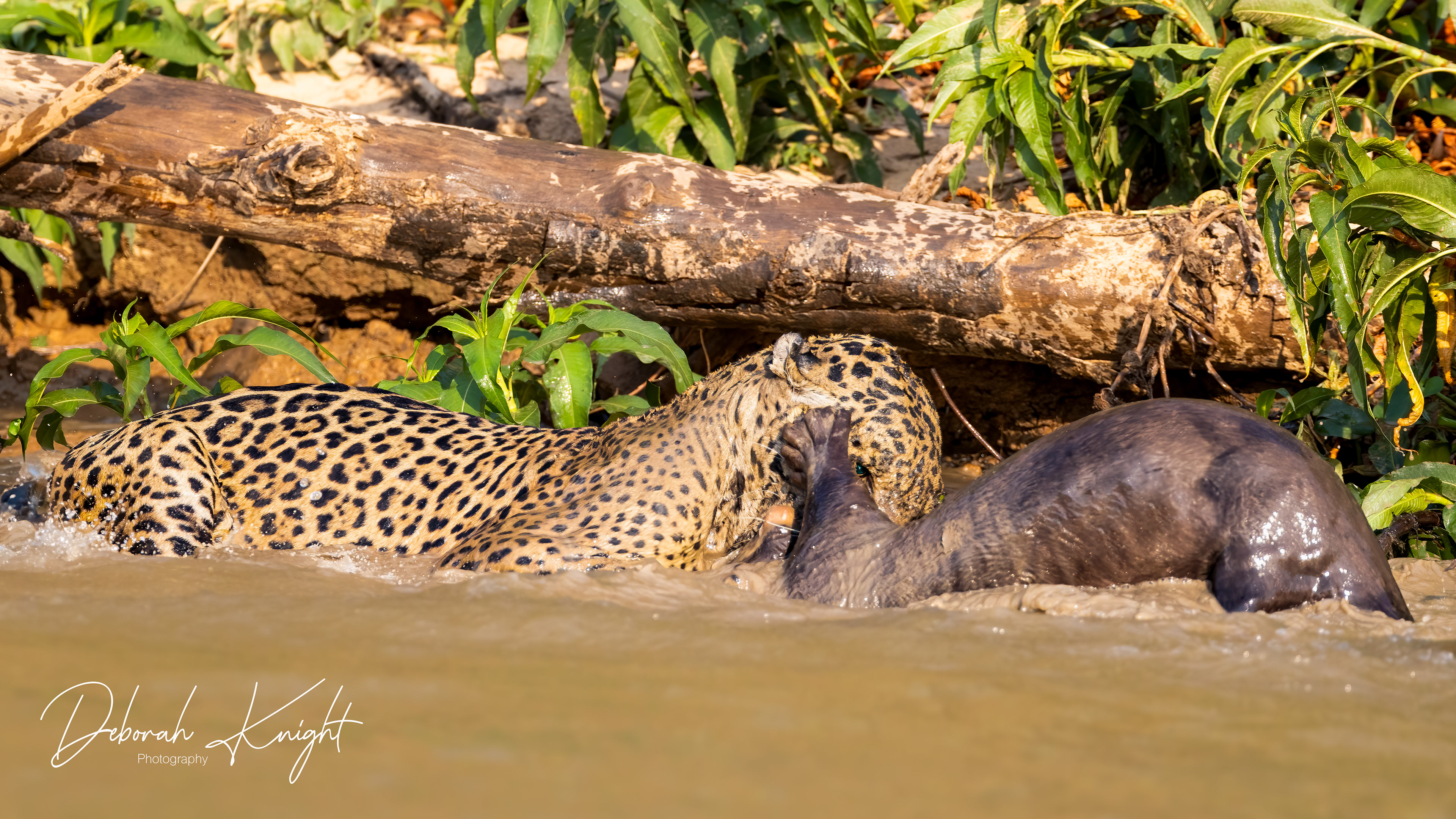 Jaguar Attacking an Adult Giant River Otter