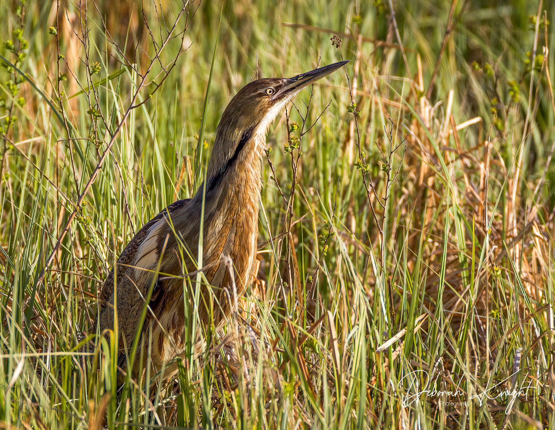 American Bittern