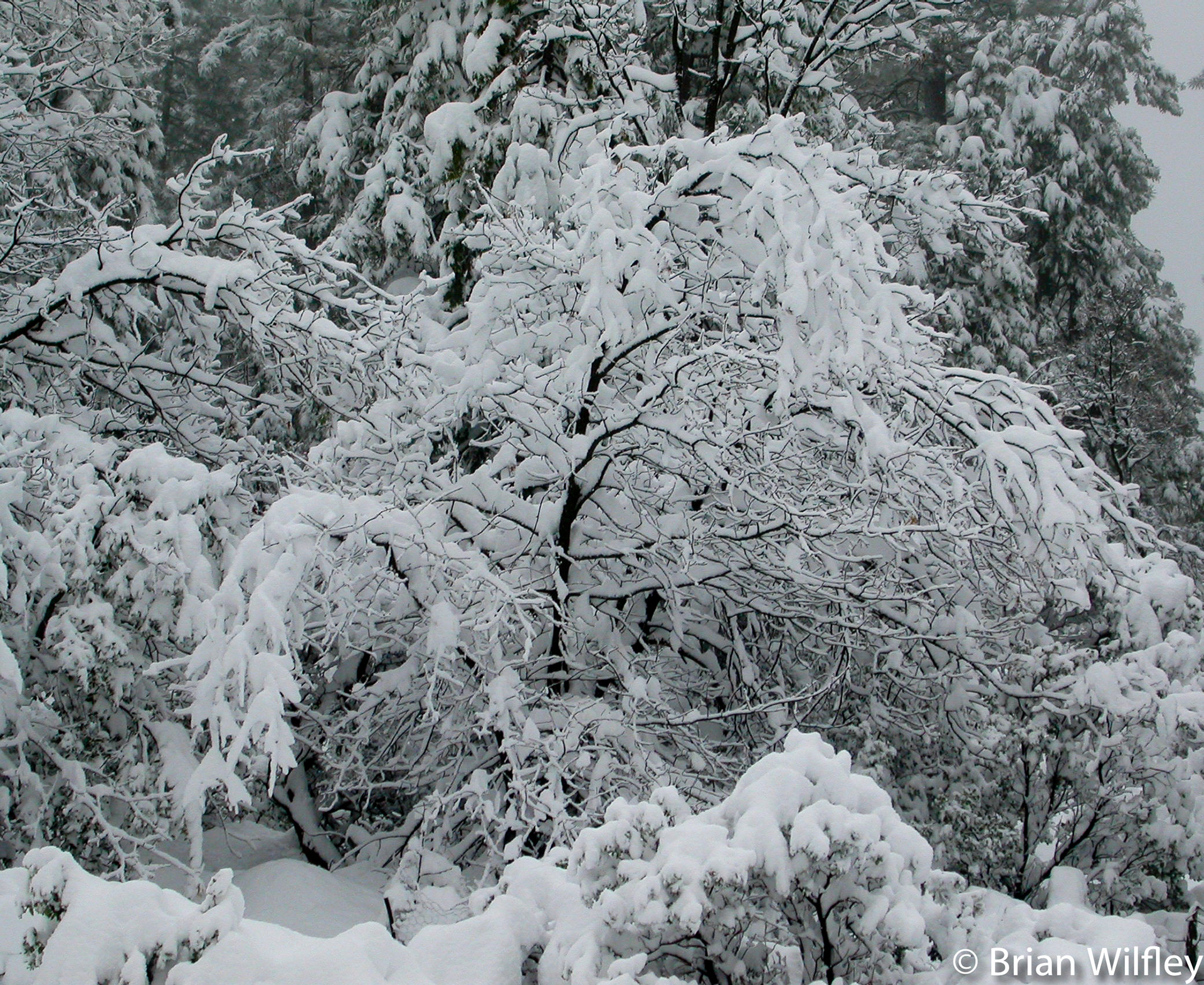 2002, Twain Harte, CA 