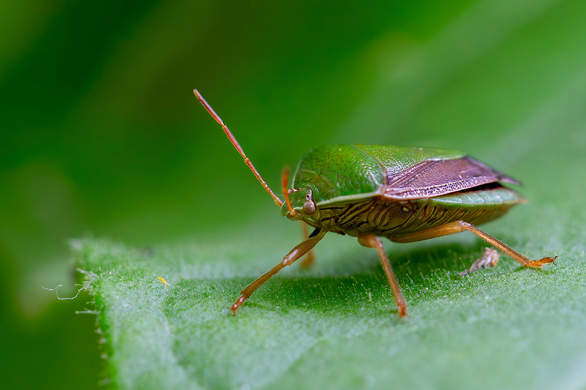Percevejo asa-preta (Edessa meditabunda)