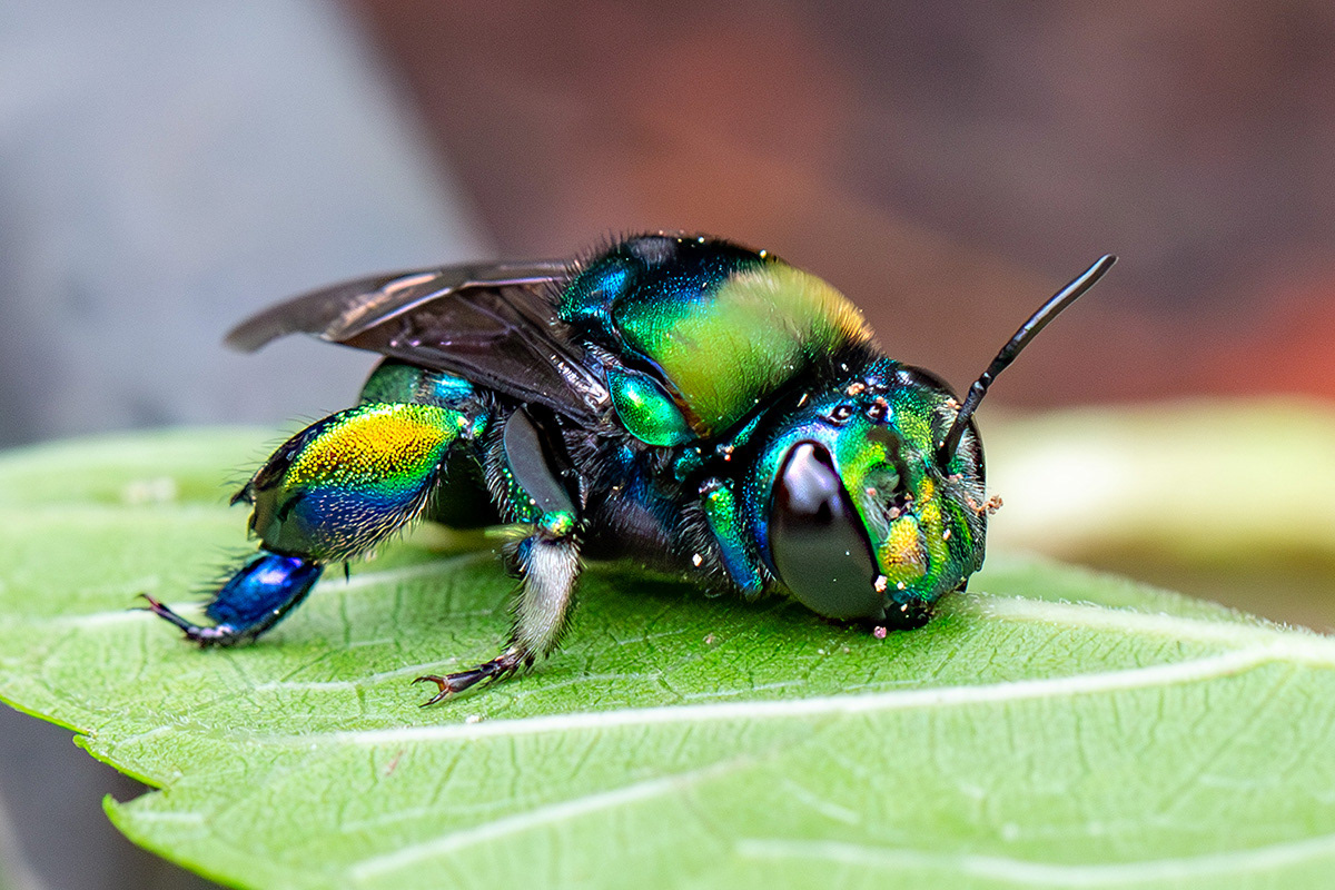 Abelha das orquídeas