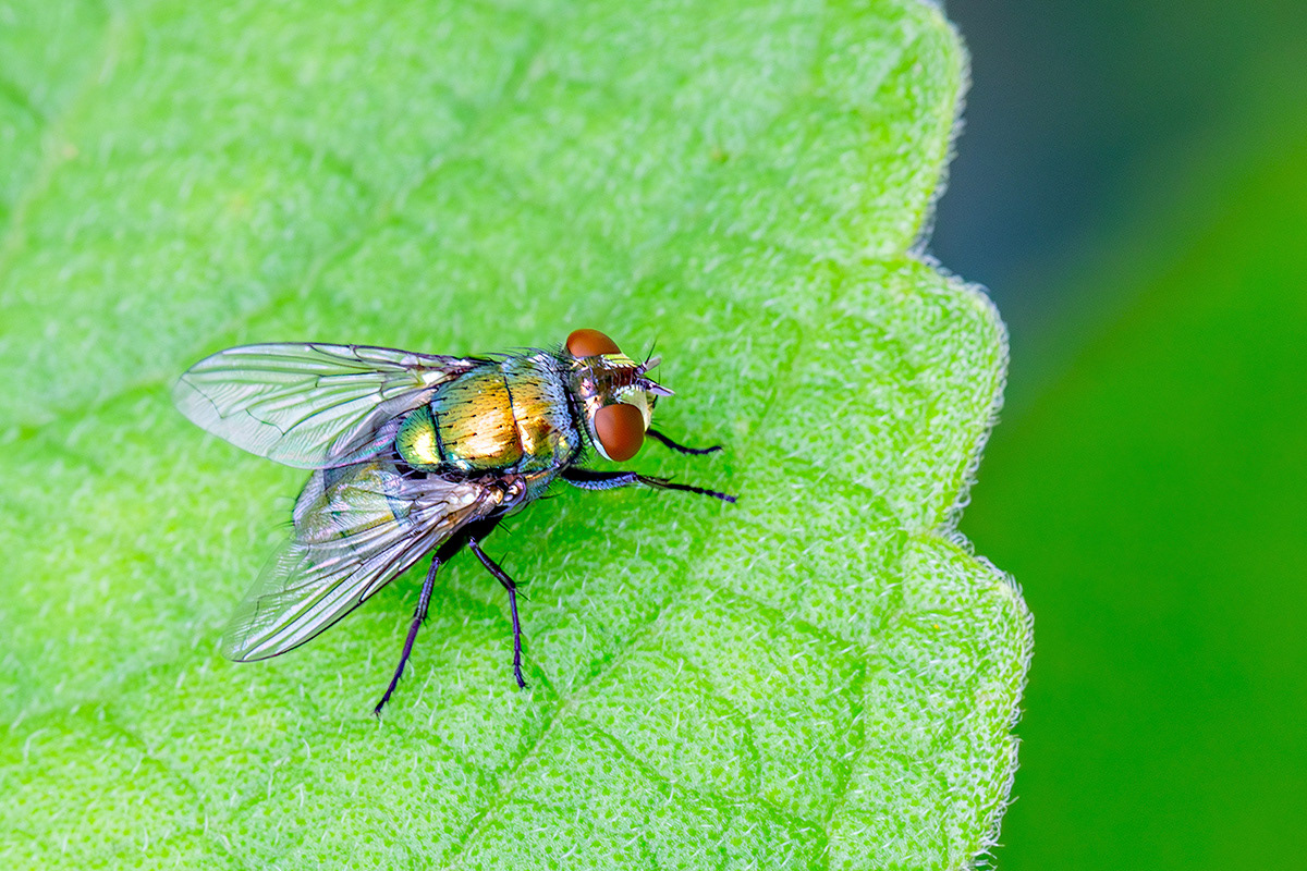 Mosca-varejeira (Lucilia sericata) 