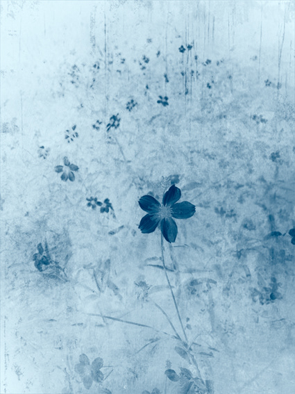 Saxifraga Cyanotype