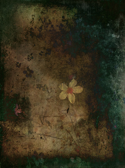 Saxifraga Bronze