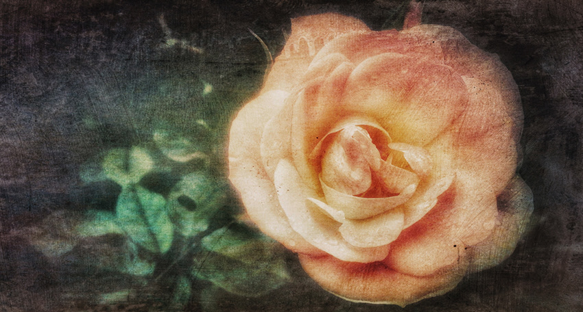 The La Traviata rose is a feature wall covering by us and unique to the restaurant.