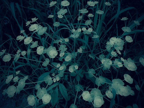Euphorbia