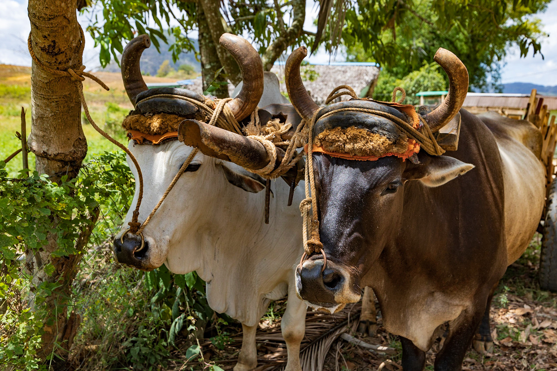 Viñales