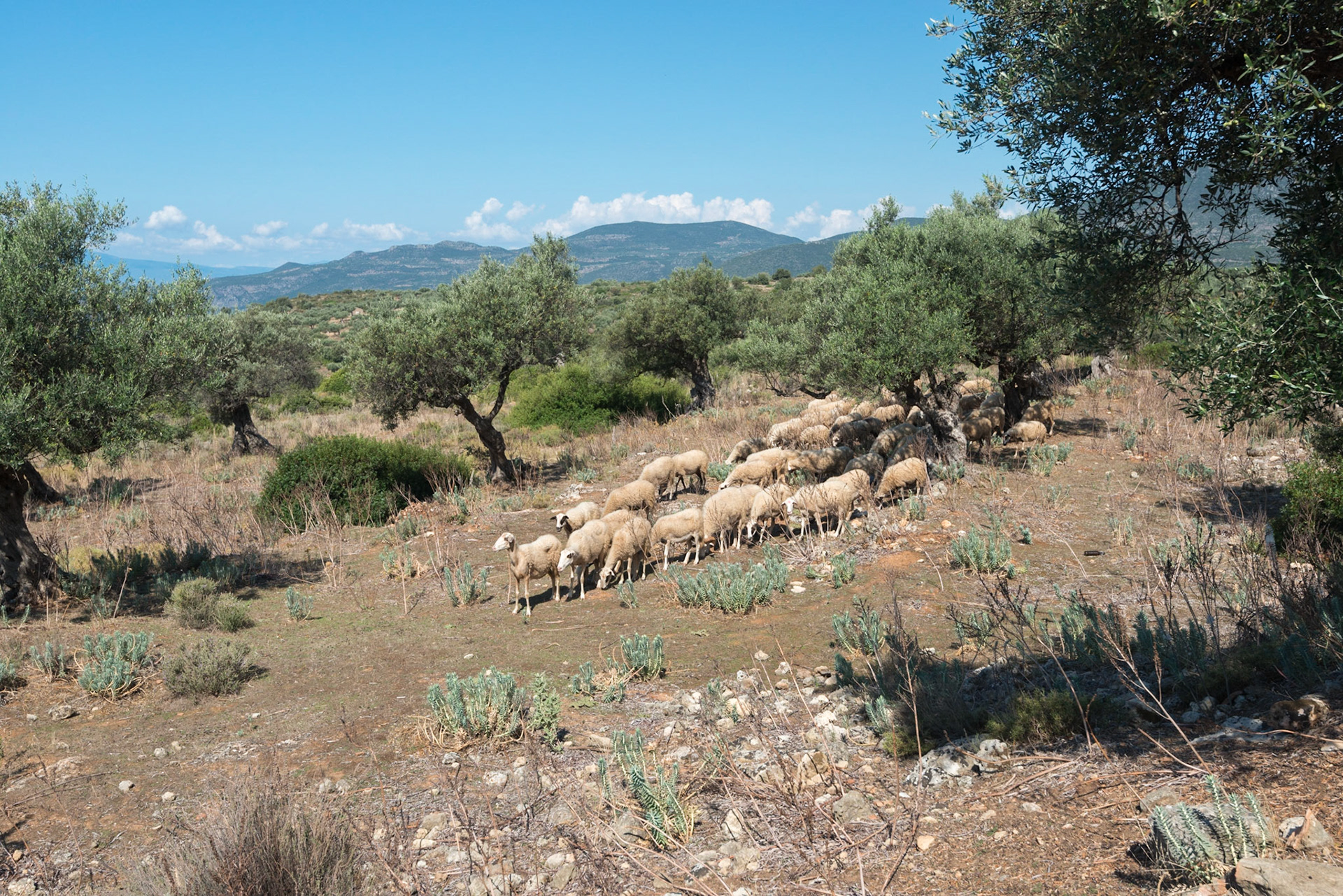 Kardamili