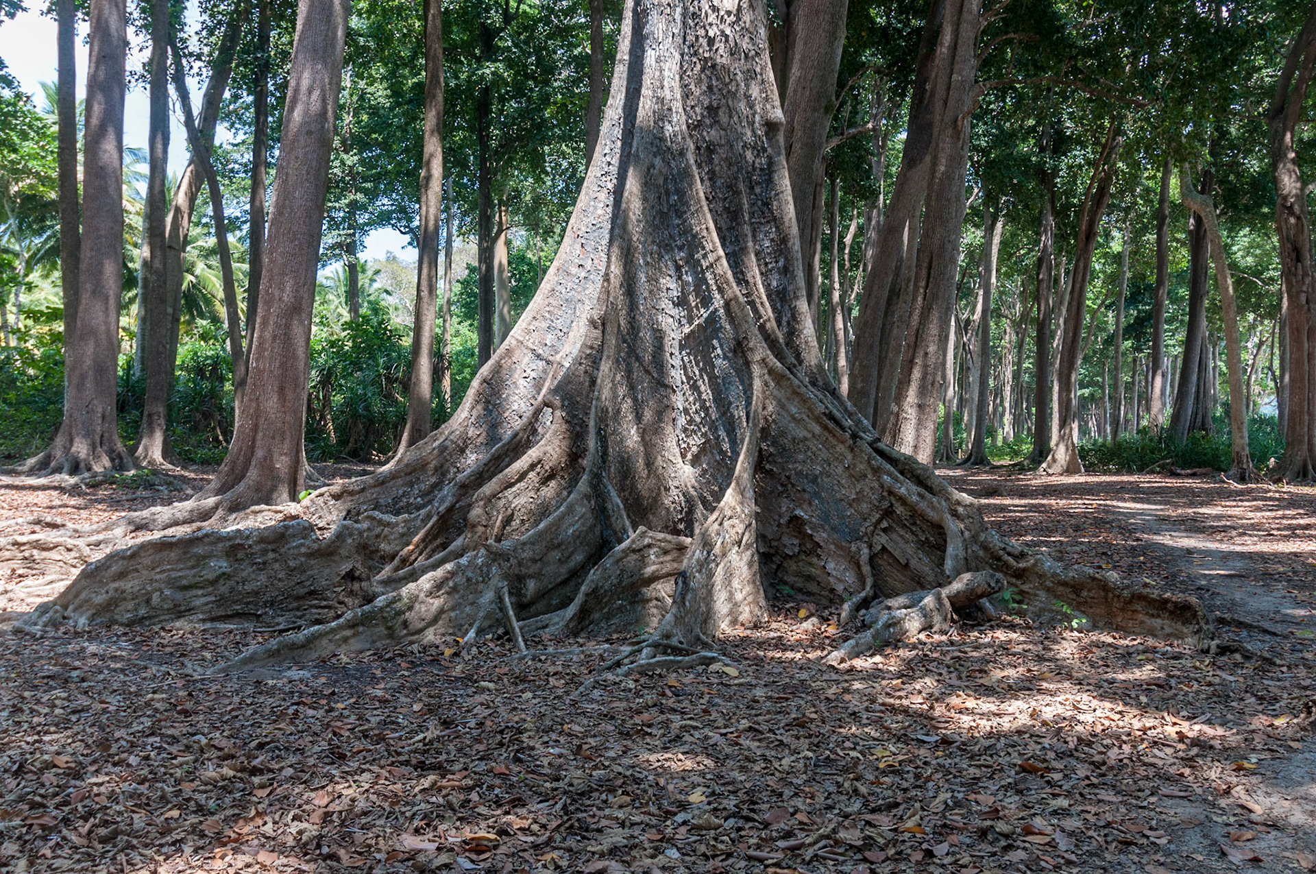 Andamans