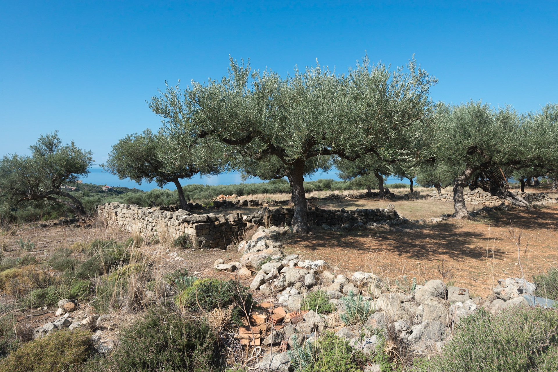 Kardamili
