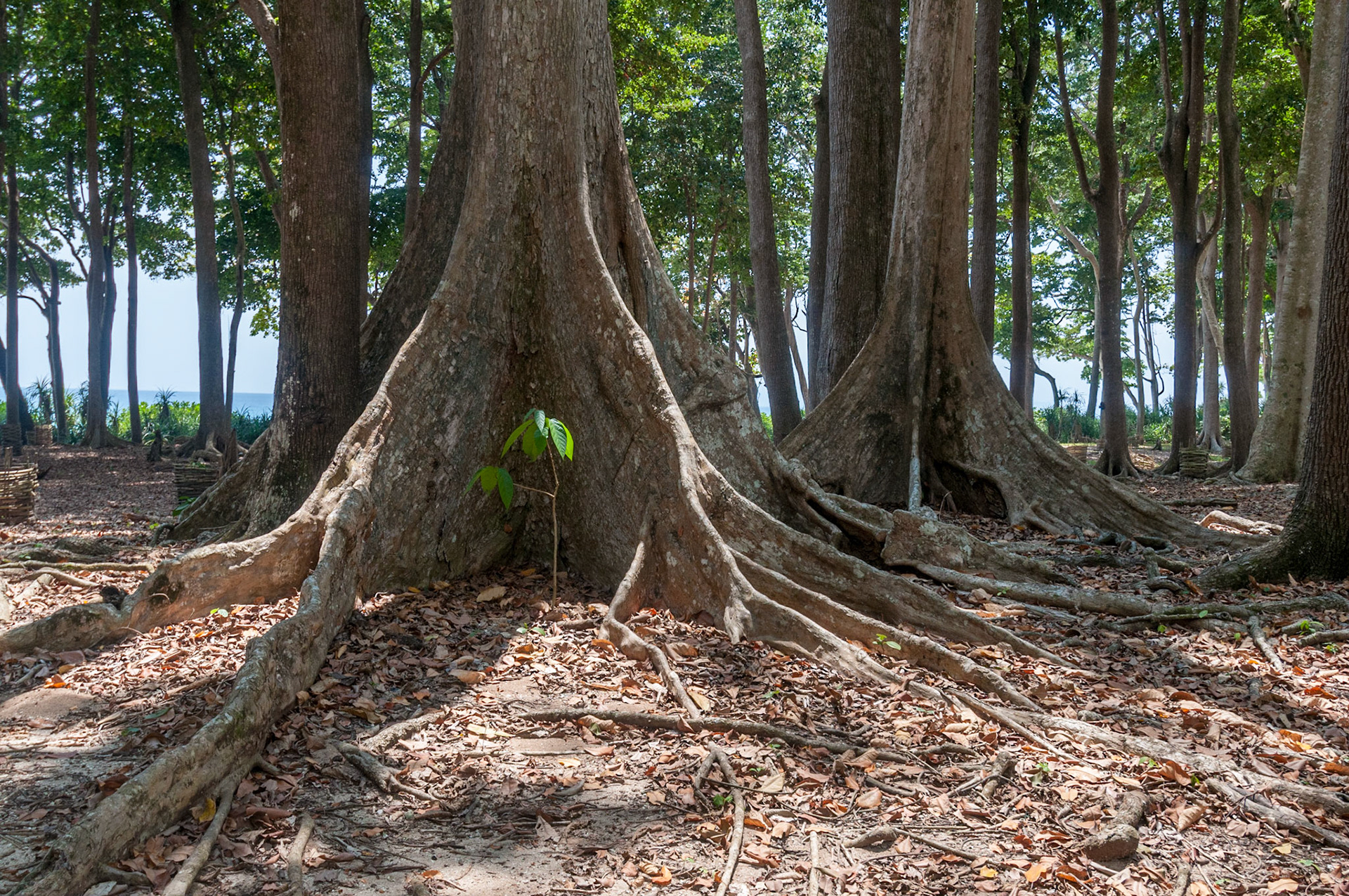 Andamans