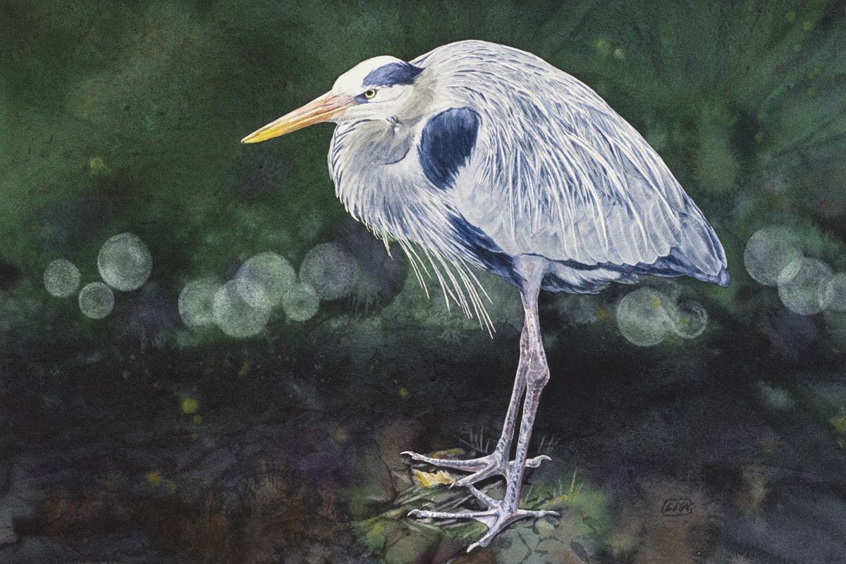 watercolor painting of a blue heron with dark background