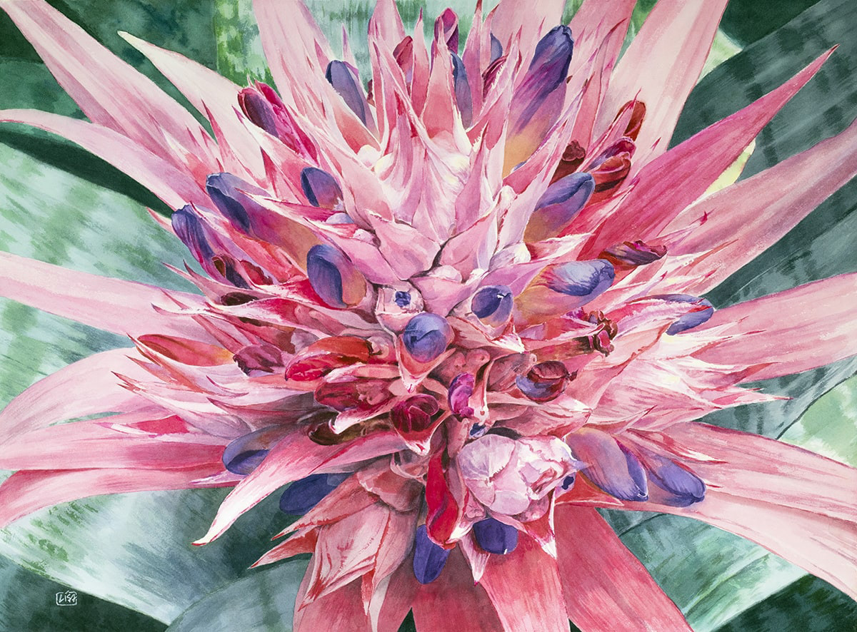 image of a bromeliad plant with a cluster of buds in the center painted in watercolor