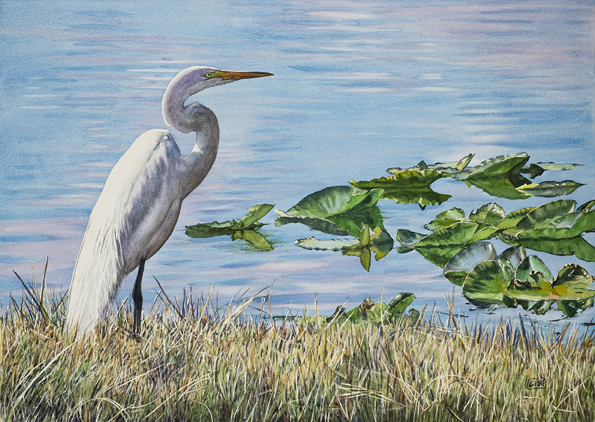 image of an Egret bird on the shore painted in watercolor