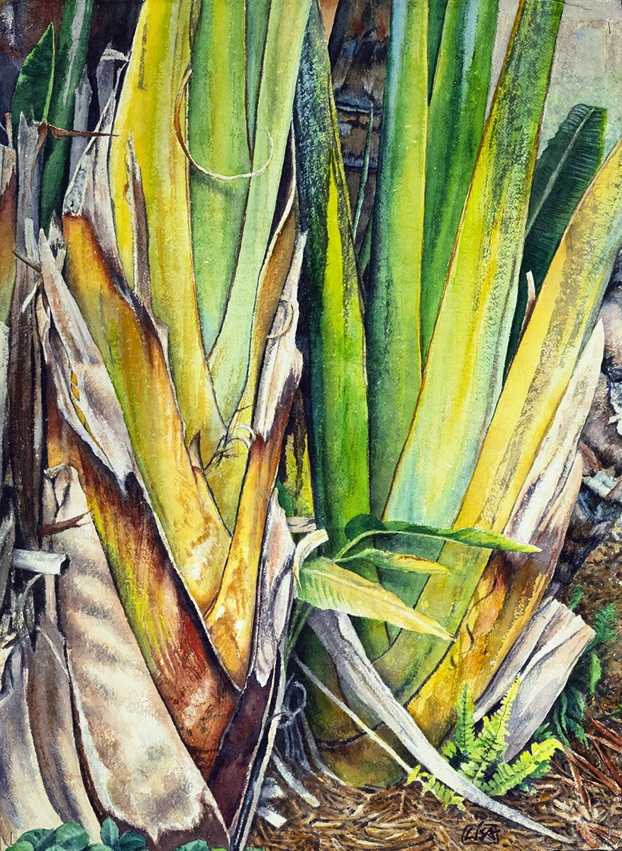 image of giant bird of paradise stalks close to the ground