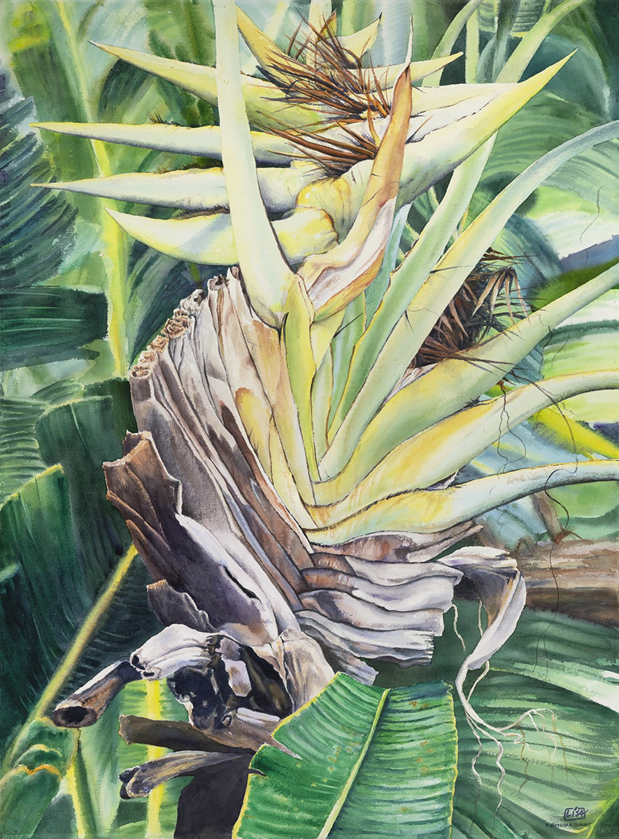 image of a watercolor painting of the top of a giant bird of paradise plant