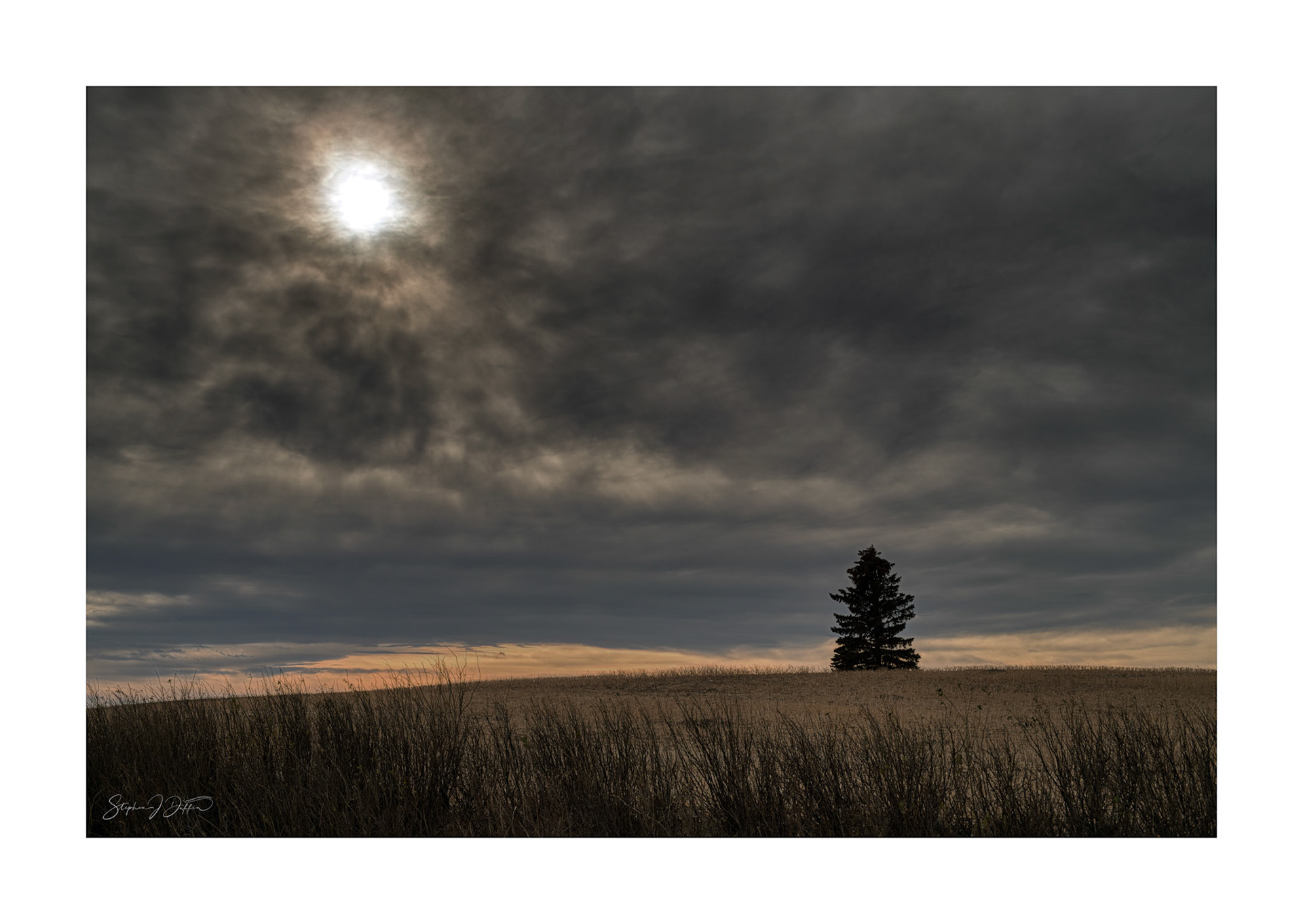 Lone Tree