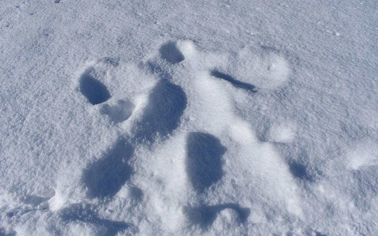 Snow Angle