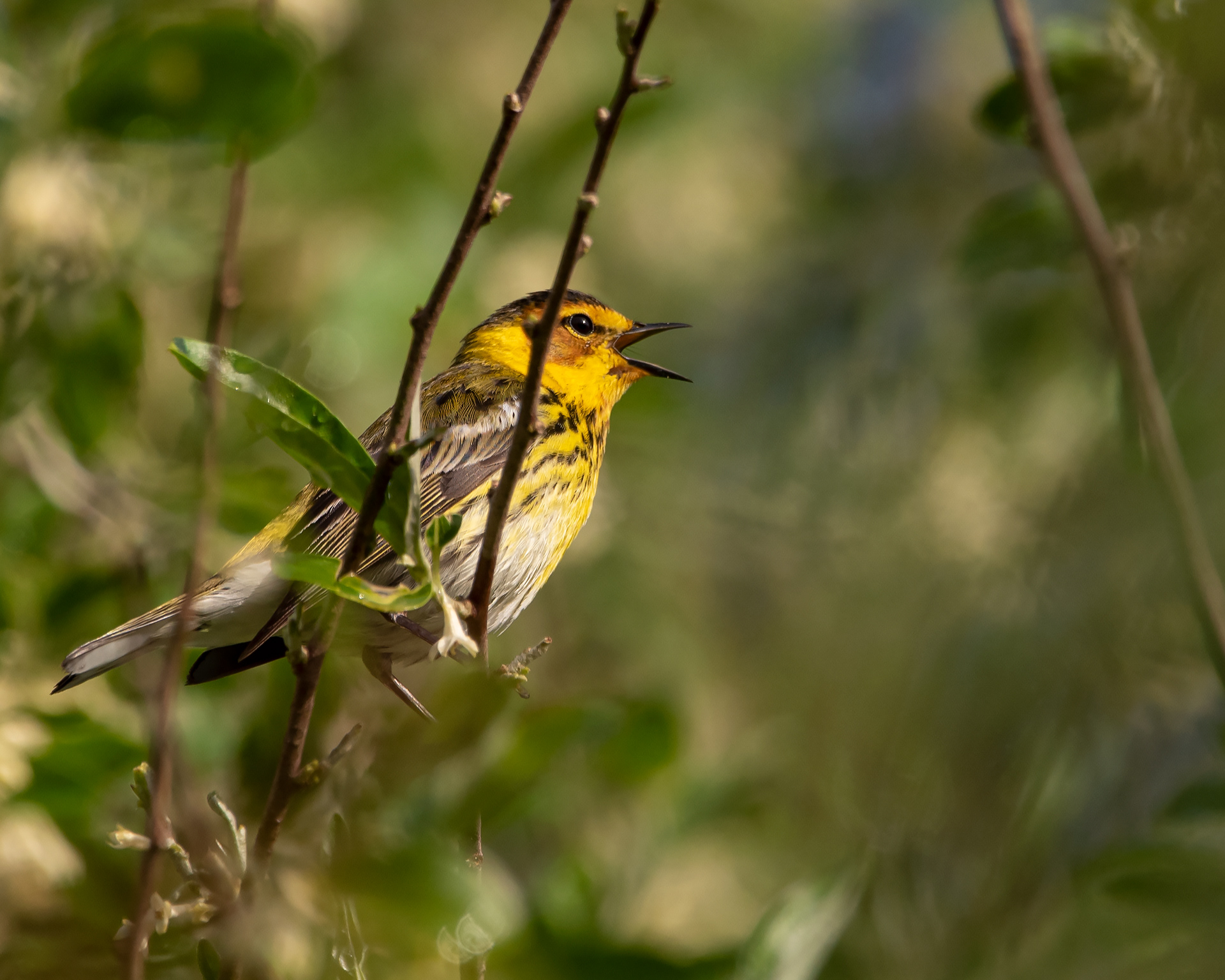 Beautiful calling bird 