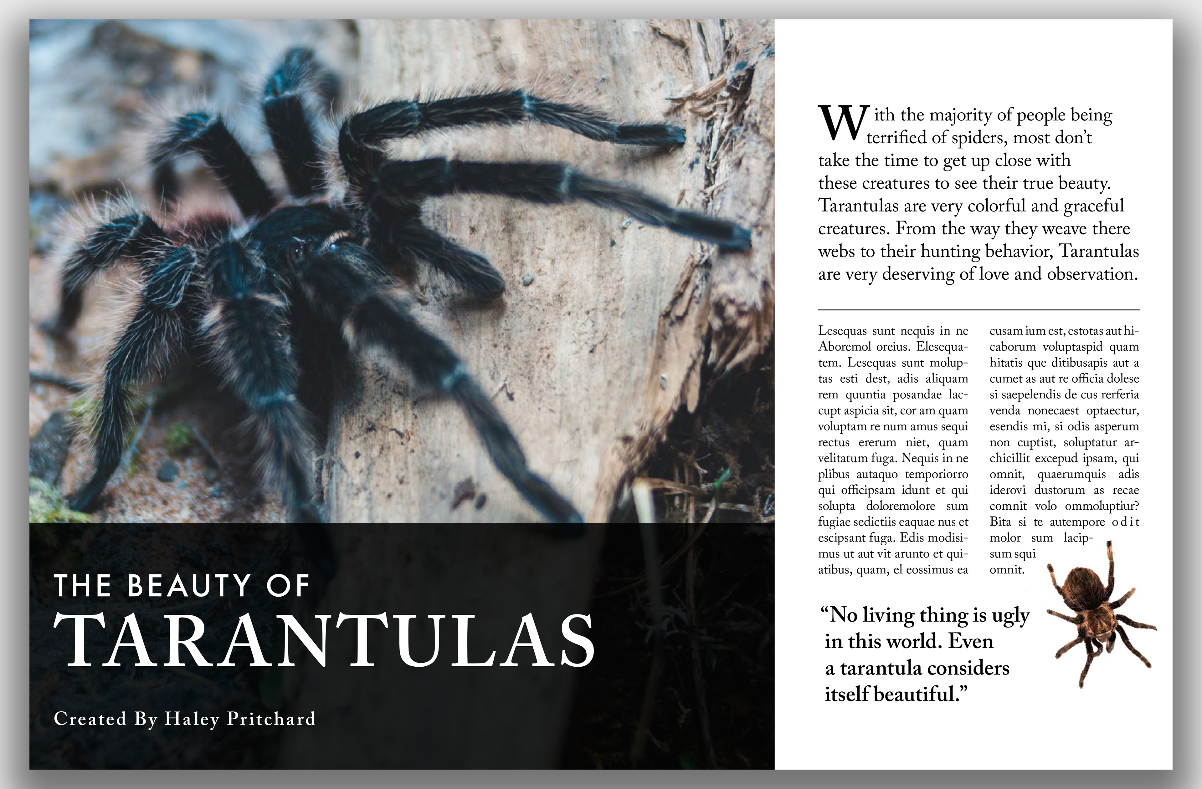 The Beauty of Tarantulas Pages 1 & 2