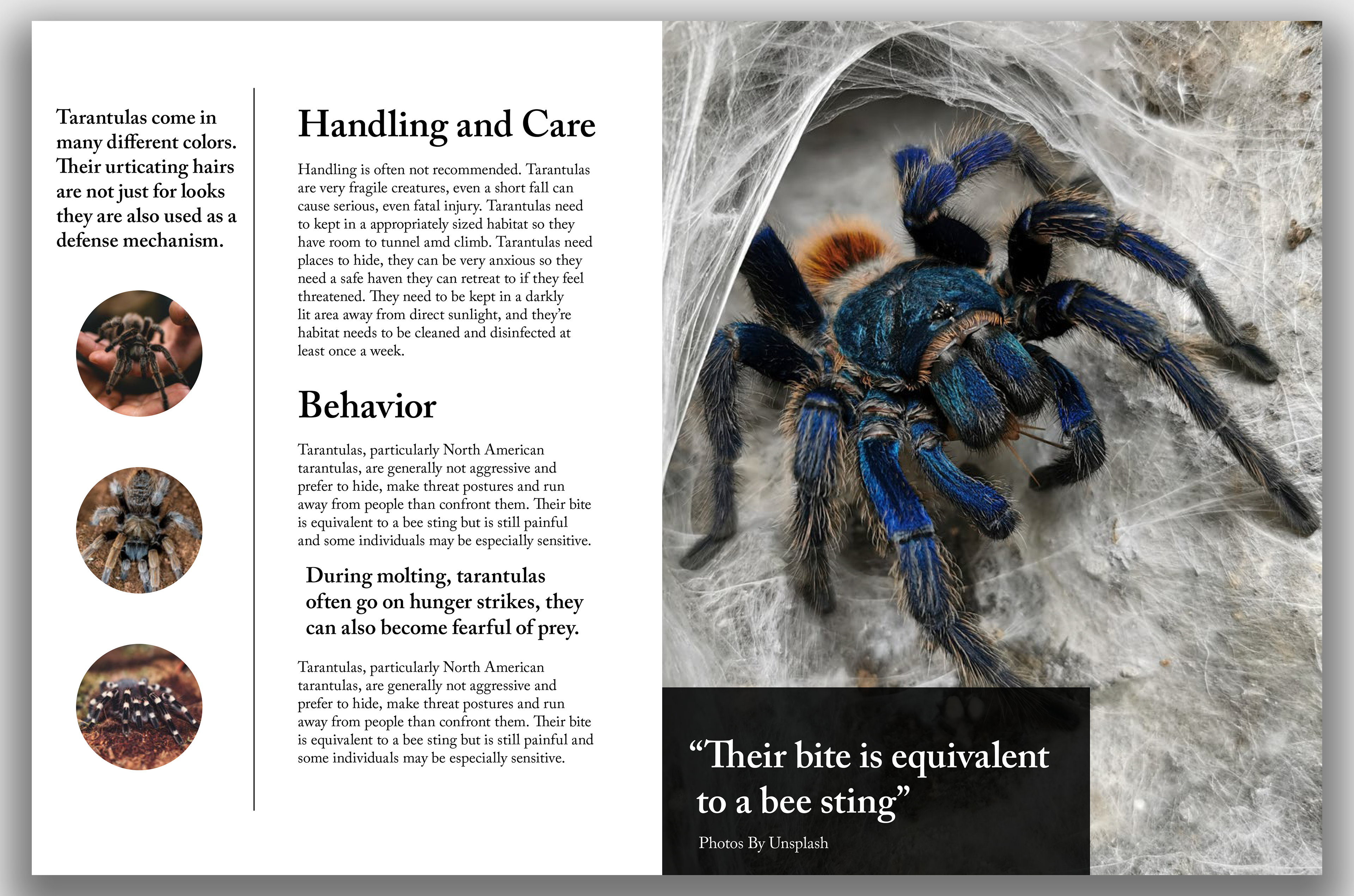 The Beauty of Tarantulas Pages 3 & 4