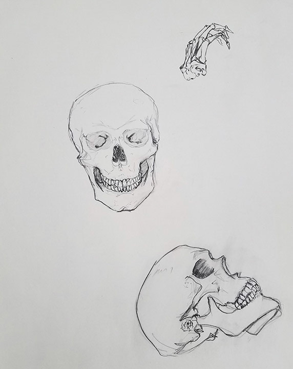 Skeletal Studies | Charcoal