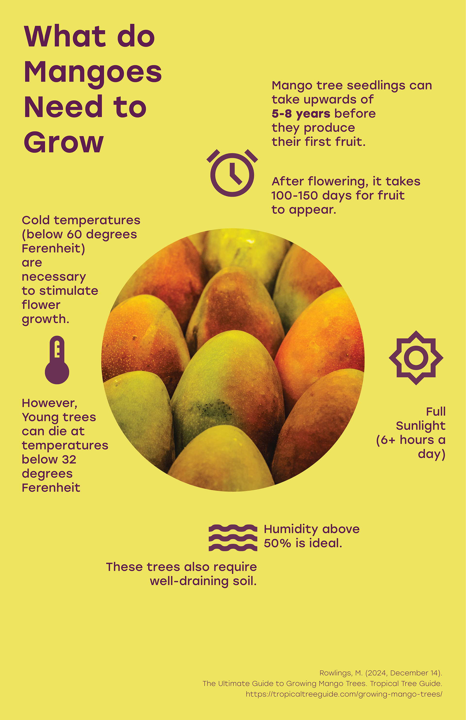 Infographic depicting the key elements for growing a mango tree