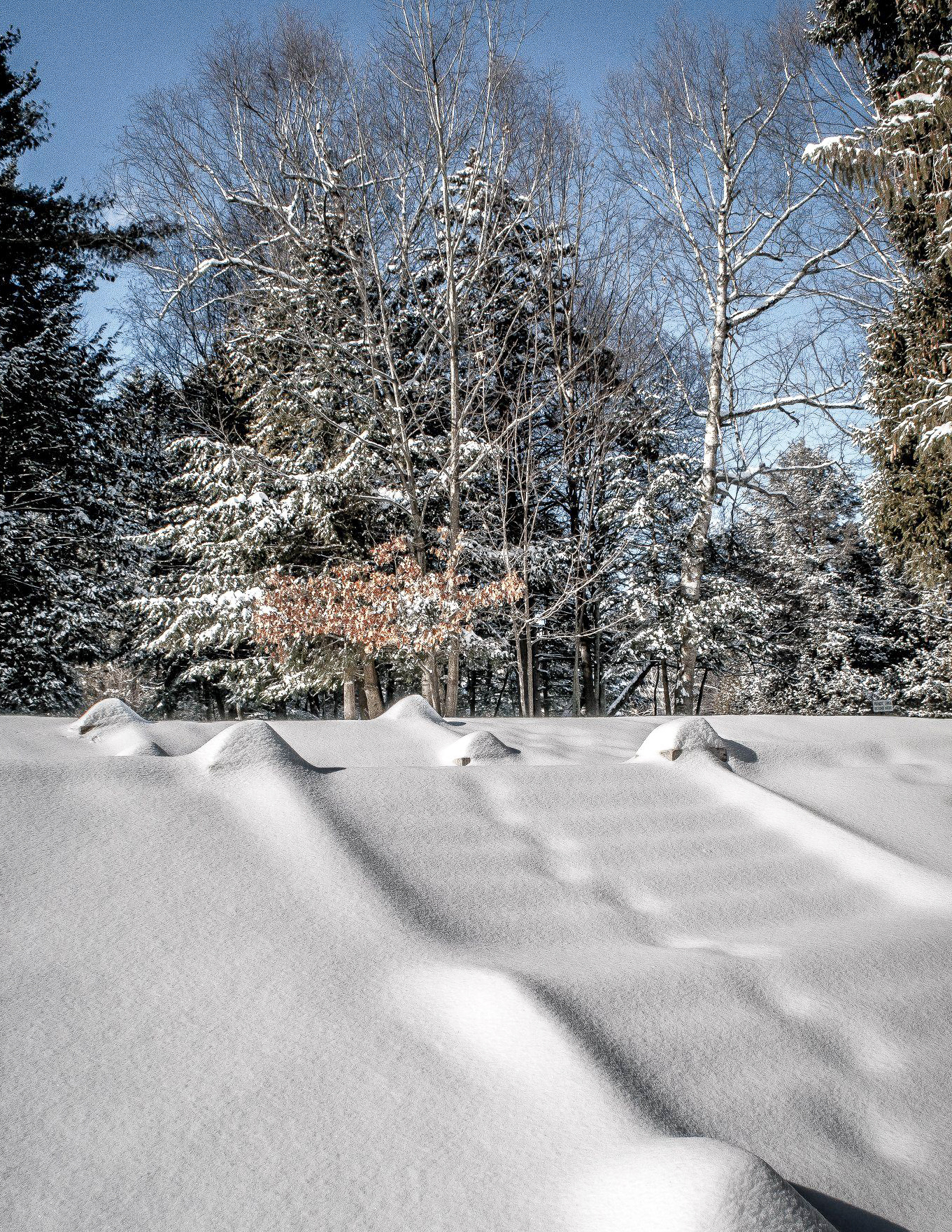Yaddo