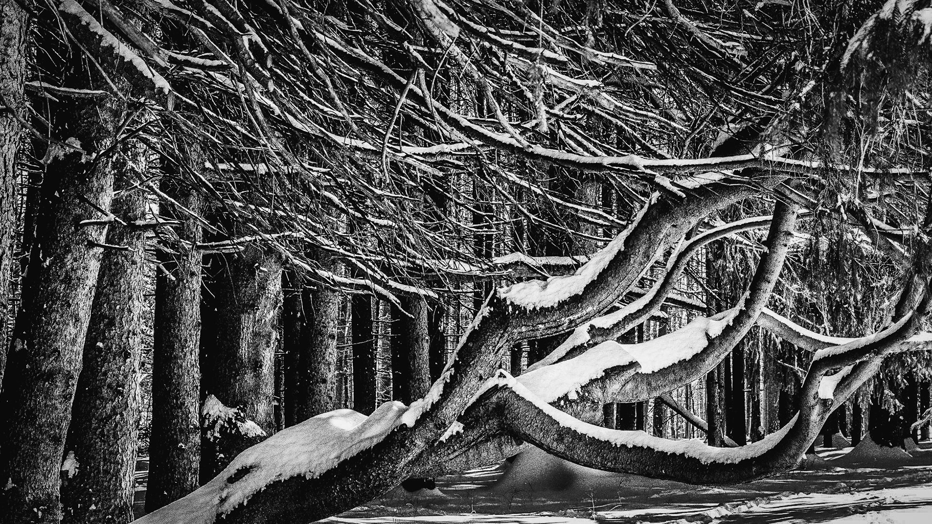 Yaddo