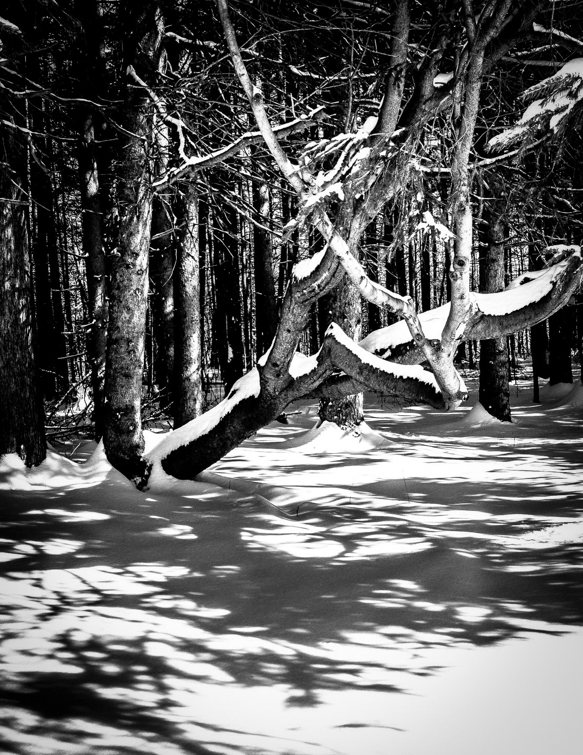 Yaddo
