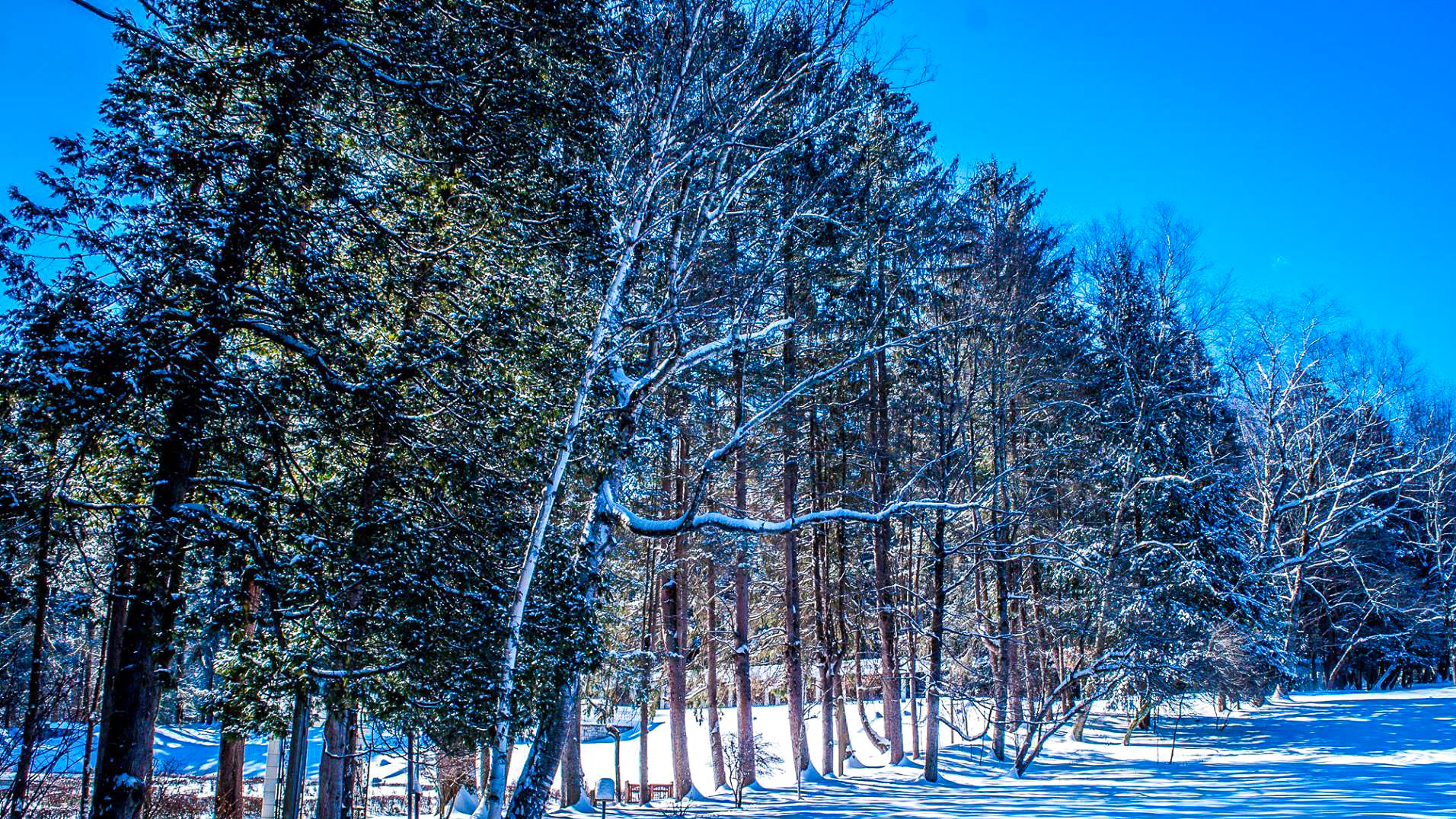 Yaddo