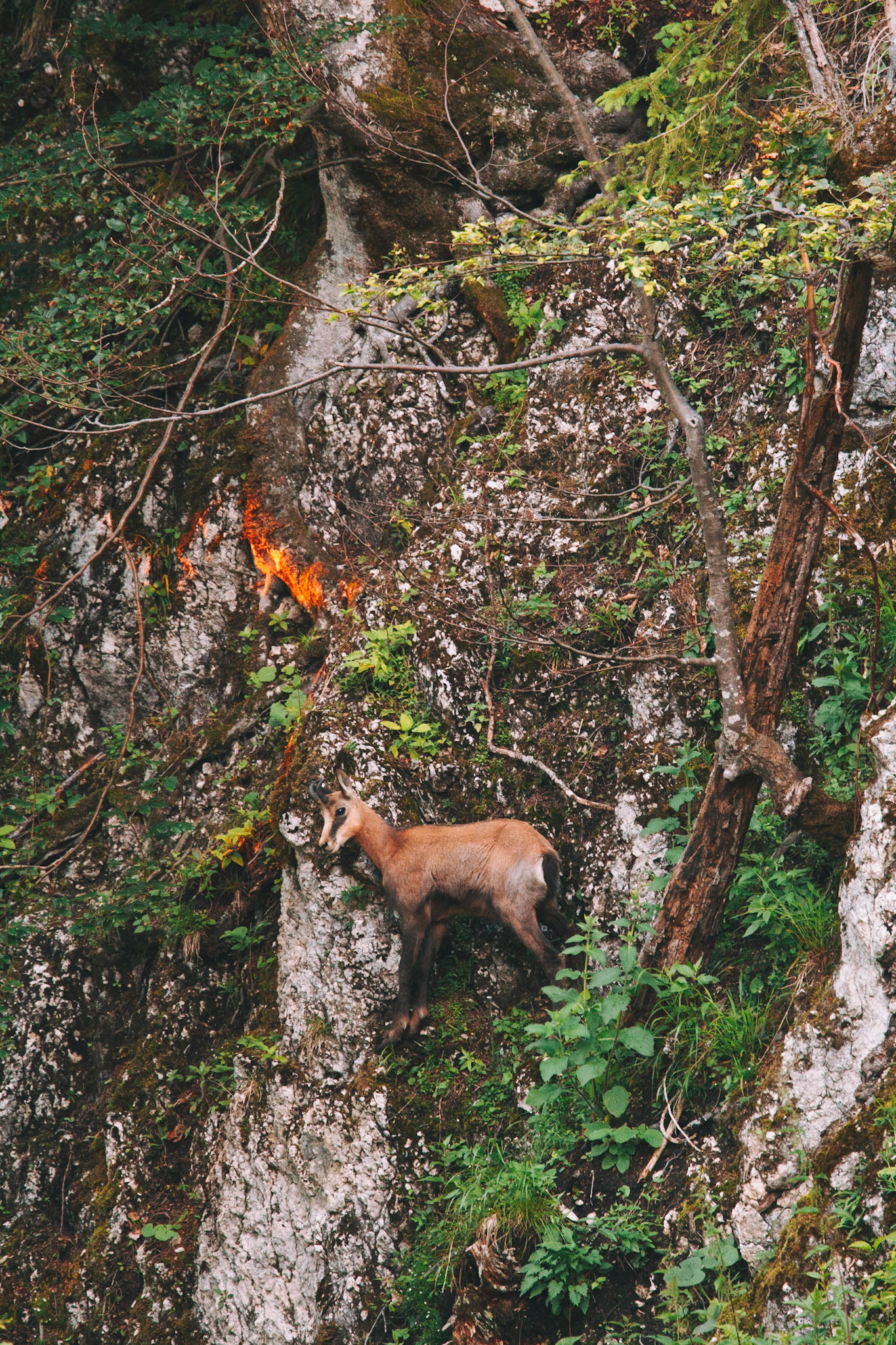 Gasmjährling im letzten Sonnenlicht.
