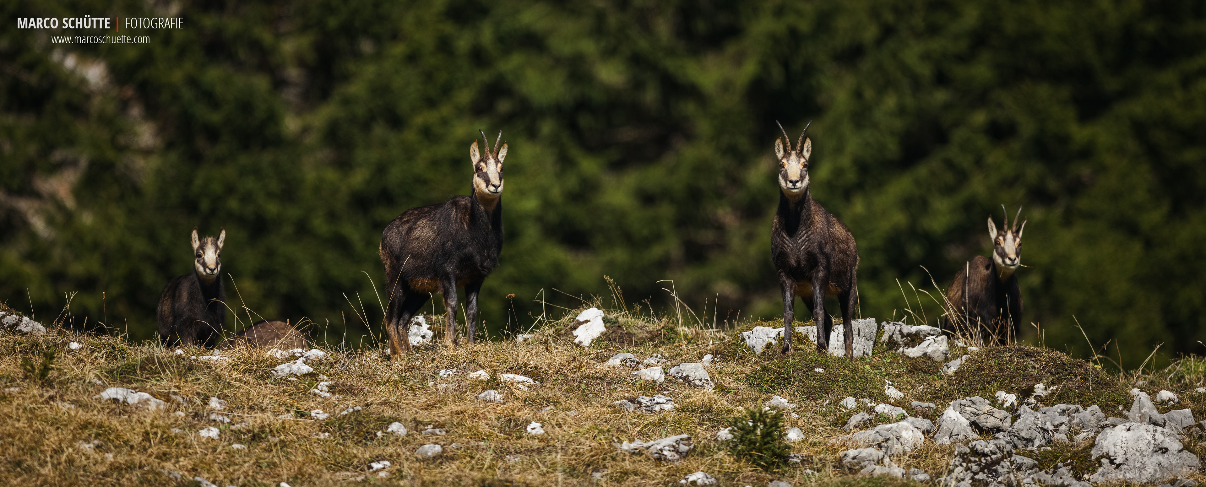 Scharwild - ein Rudel aus vier Gamsgeißen.
