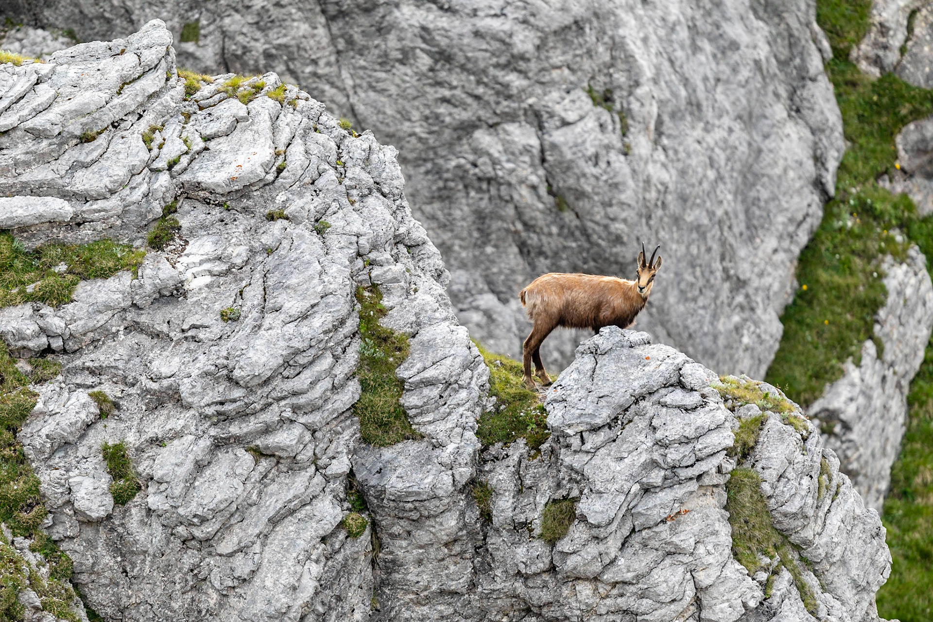 Gamsgeiß in den Felsen.