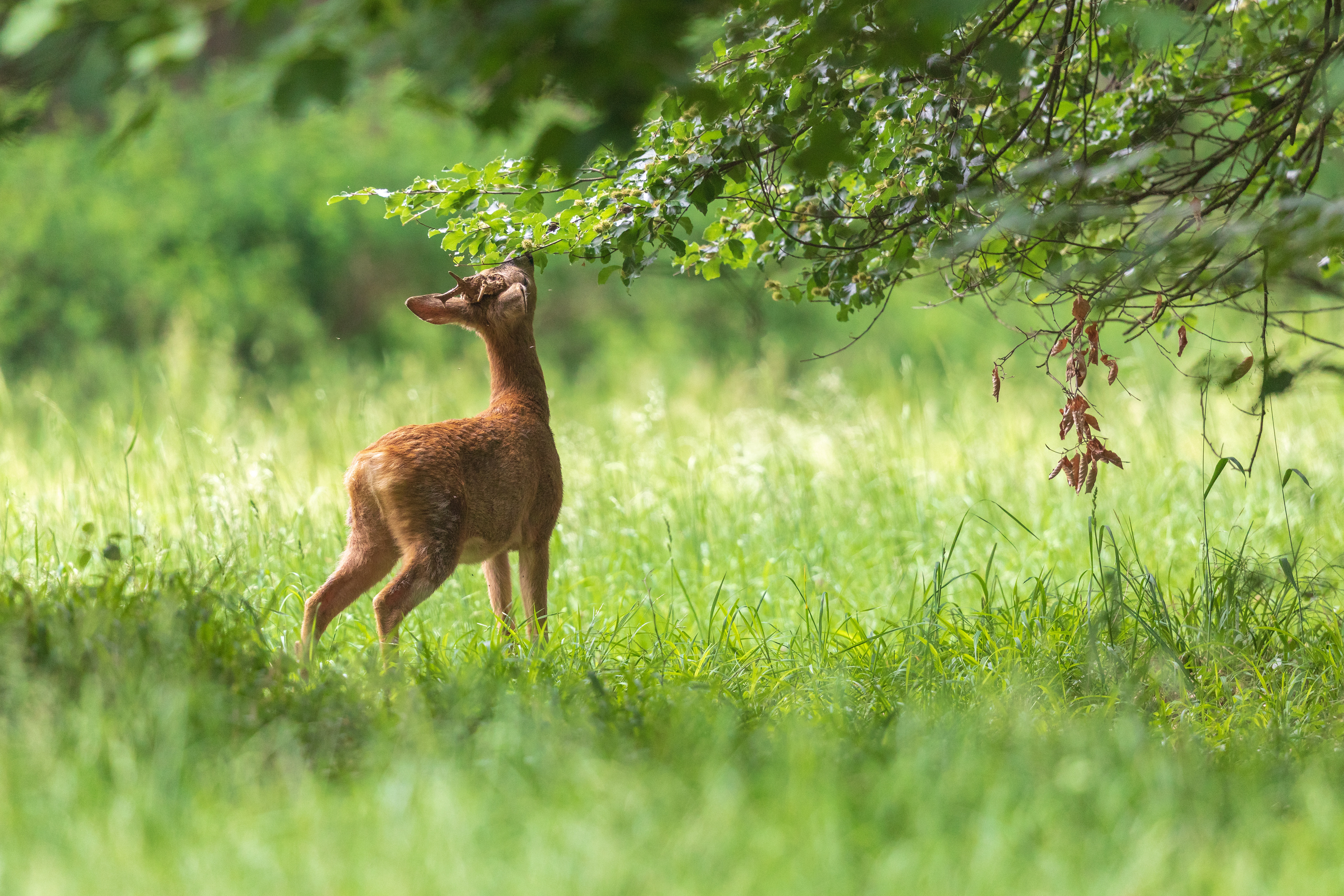 Nymphenburger Schlosspark: Ein Rehbock nascht Buchenblätter.