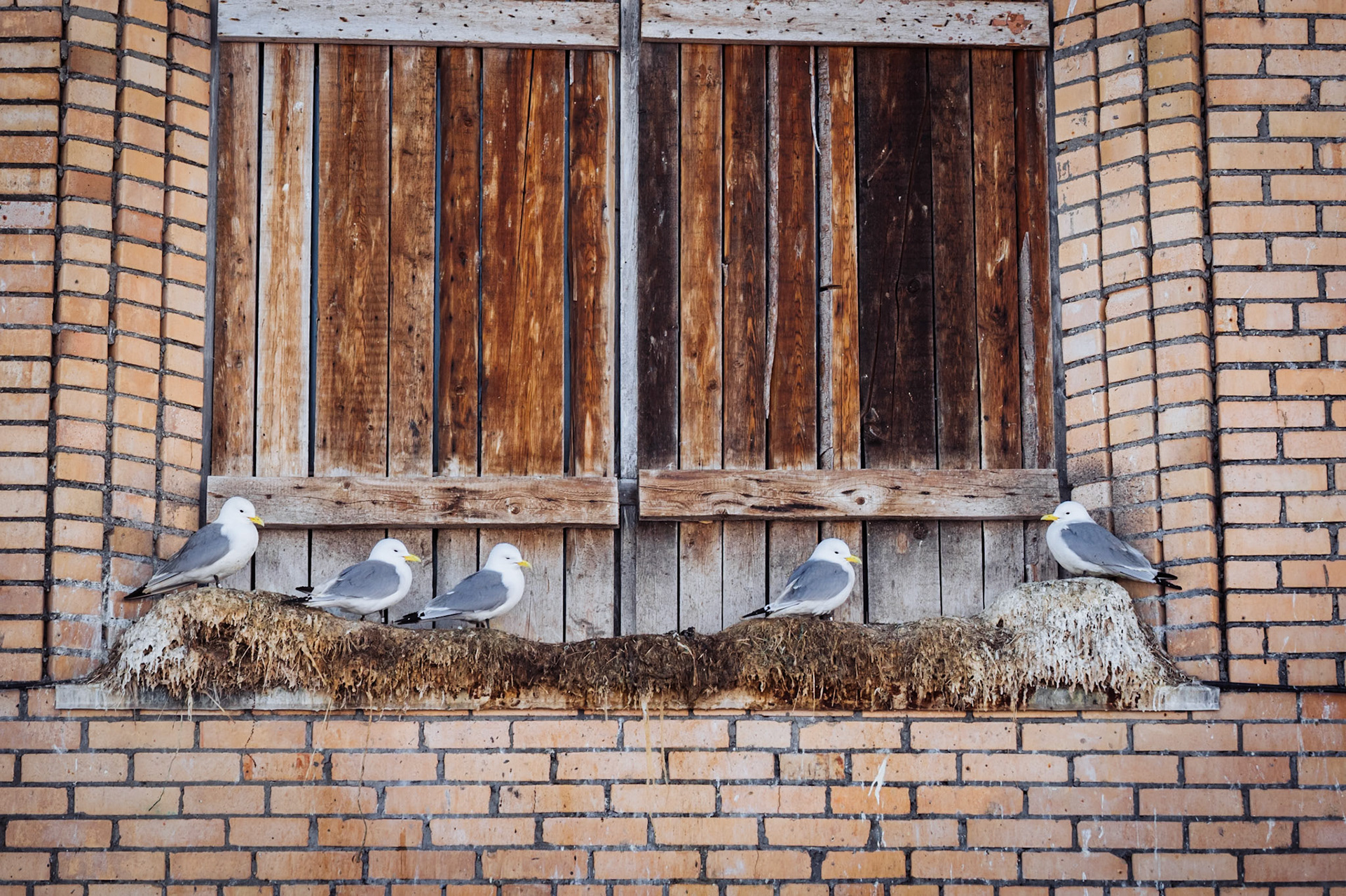 Dreizehenmöwen haben die Fensterbänke zum Nisten beschlagnahmt.