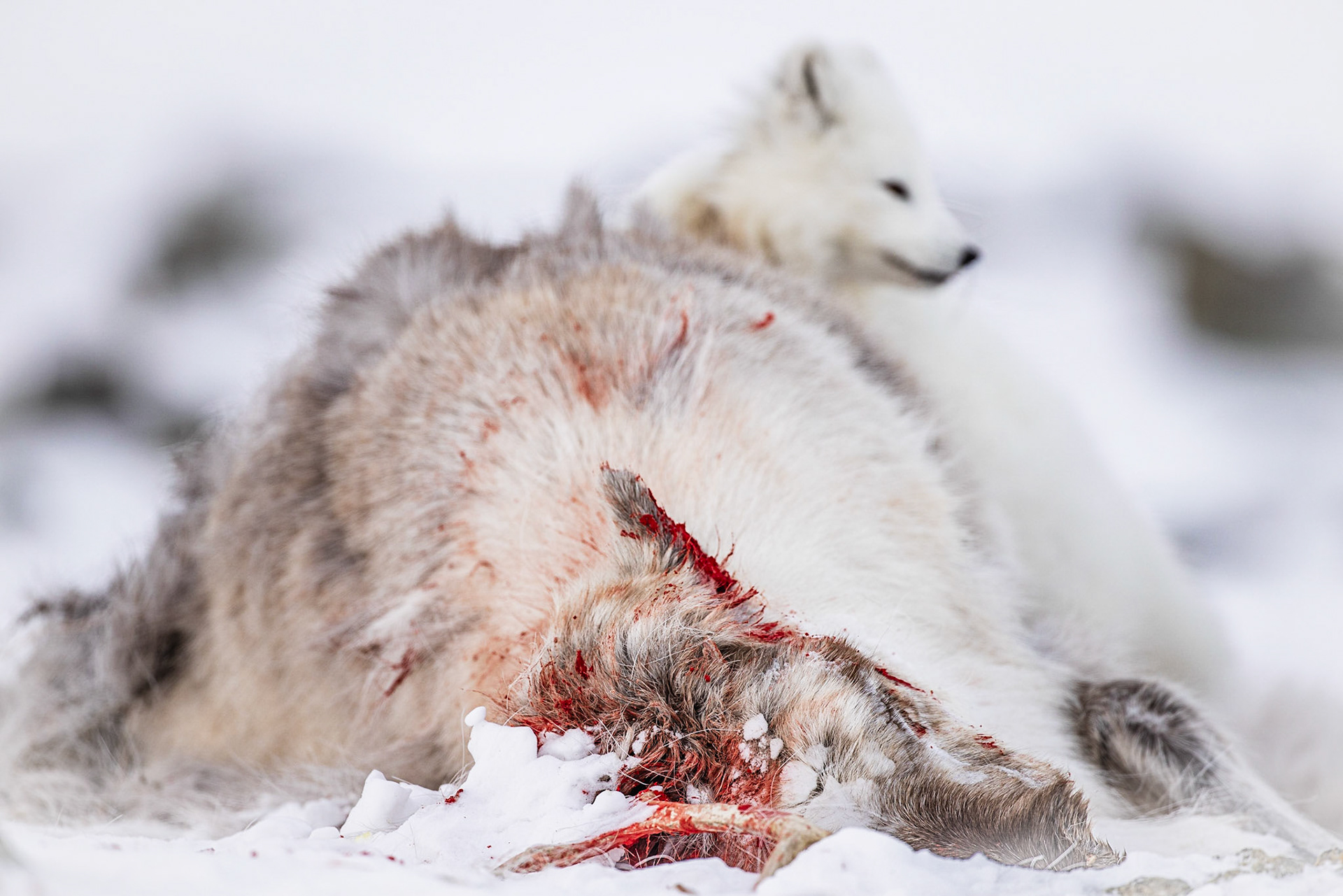 Ein Polarfuchs steht neben einem großen, blutigen Rentierkadaver. Das Tier ist leicht nach hinten gewandt und scheint wachsam zu sein.