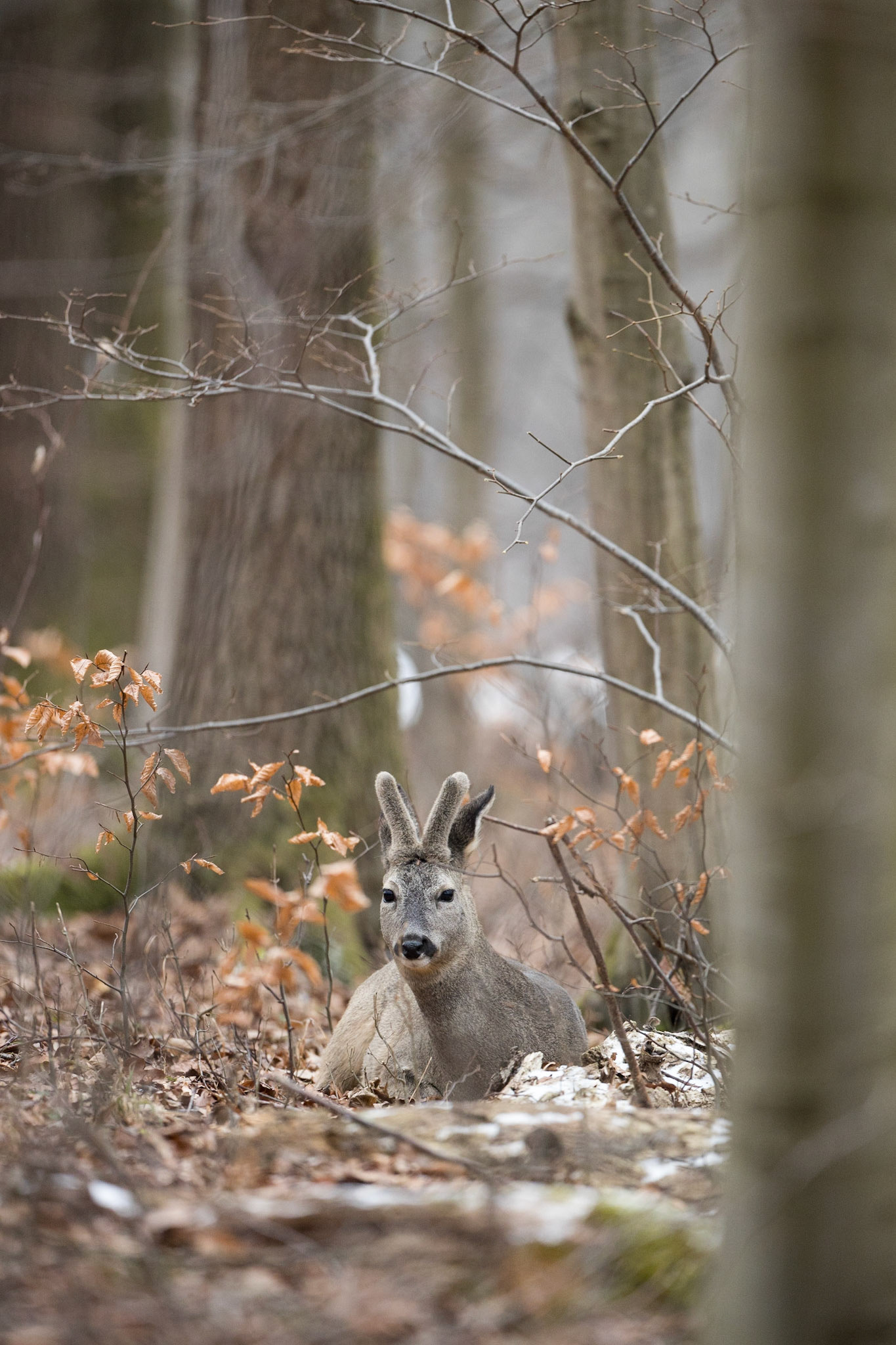 Alter Rehbock im Bast ruht im mit Schnee angezuckerten Buchenwald
