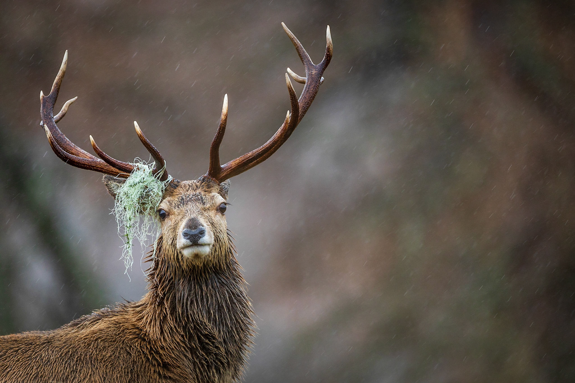 Ein Zwölfer Hirsch mit Resten von Weidezaun im Geweih