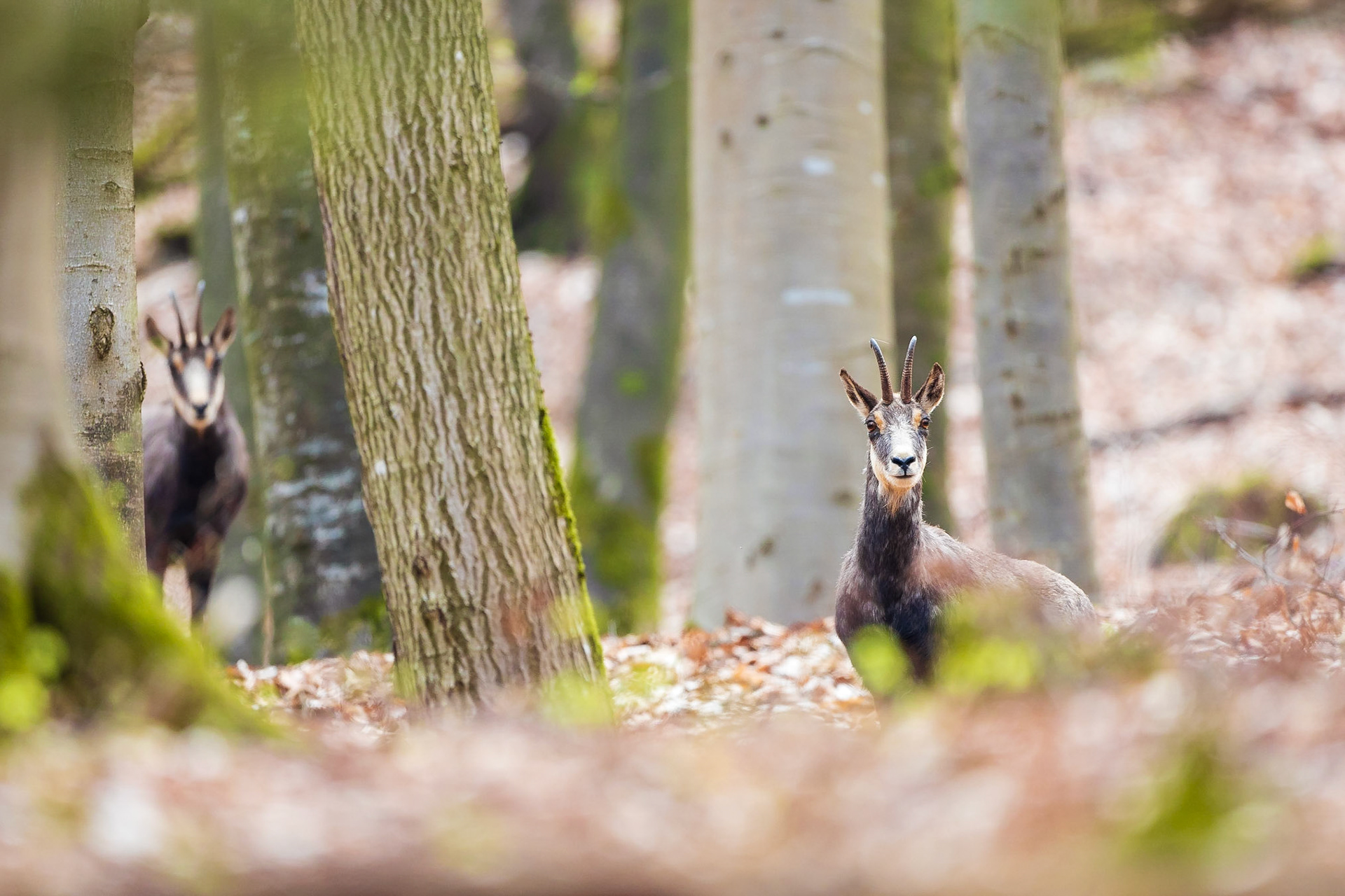 Mittelgebirgsgämse. 