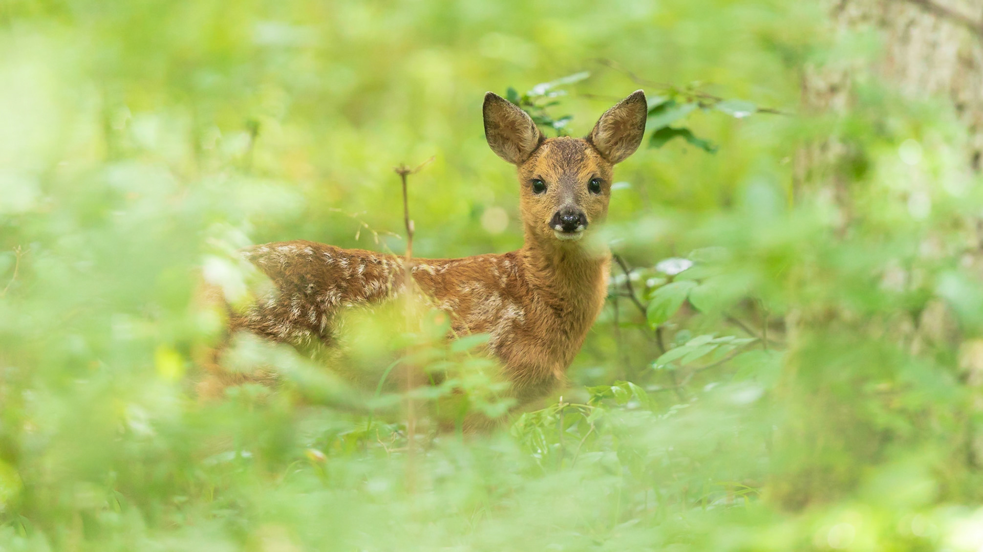 Geflecktes Rehkitz im grünen Unterholz
