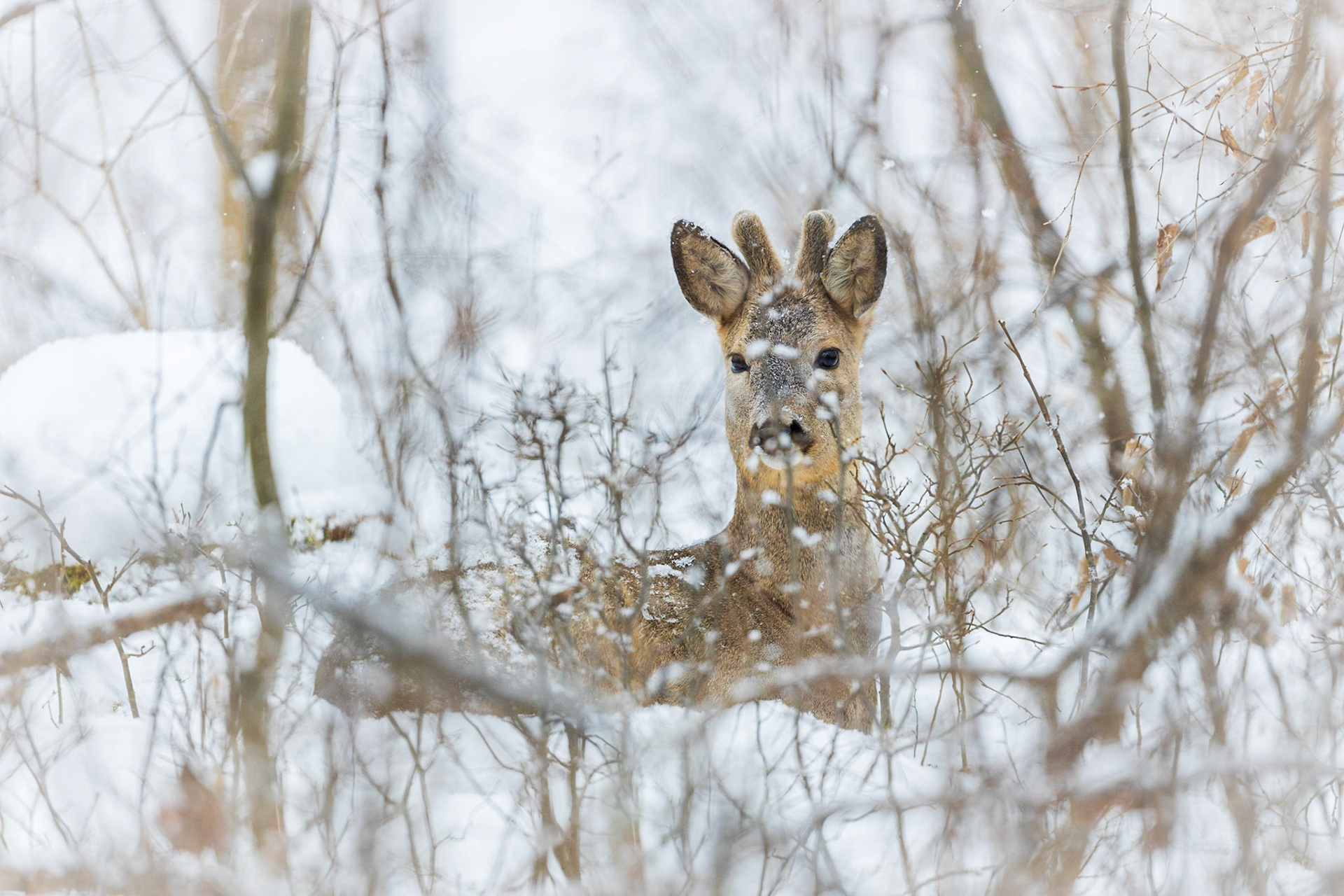 Junger Rehbock im Bast ruht im tief verschneiten Unterholz bei Schneefall