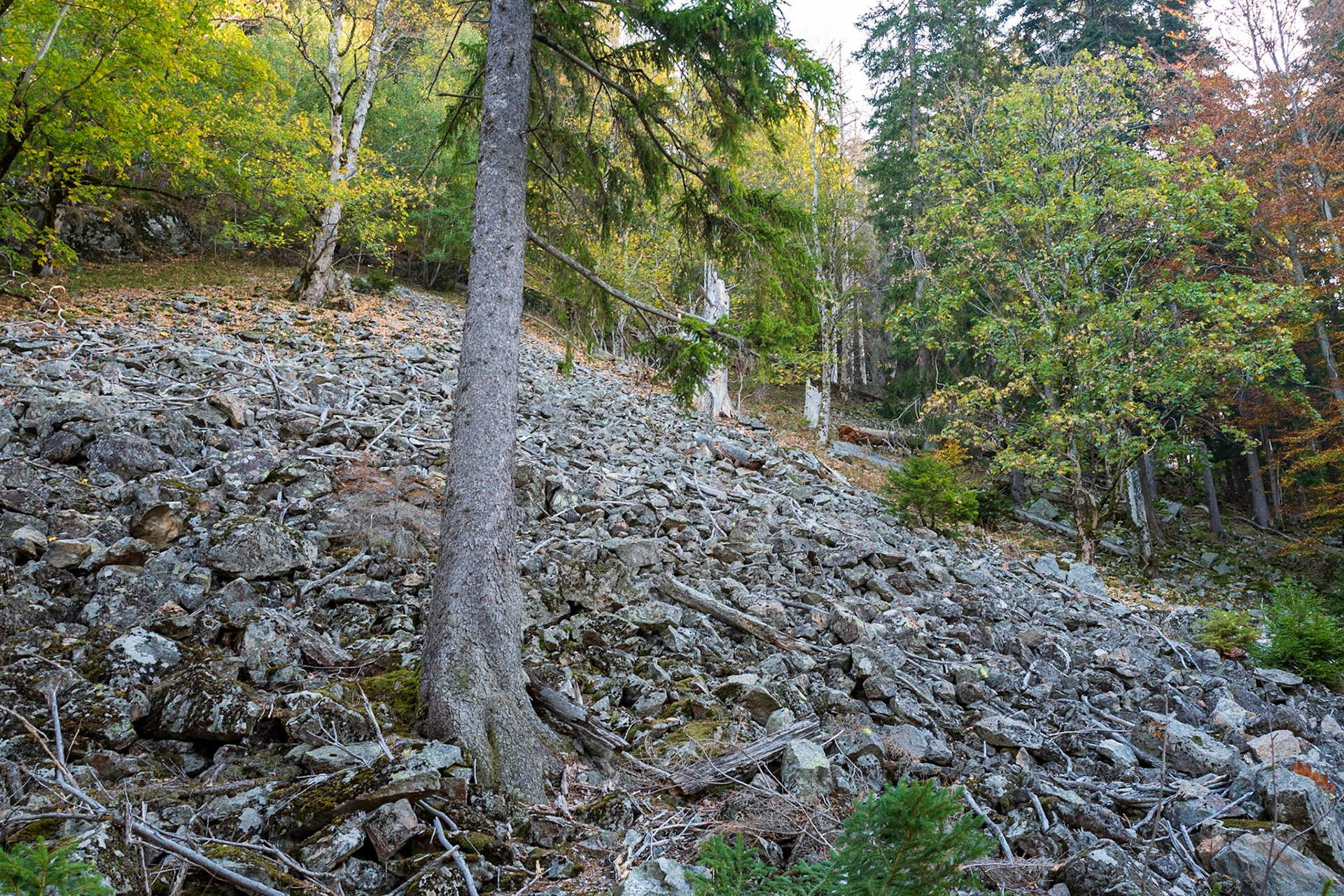 Eine der zahlreichen Blockhalden im Hochschwarzwald.