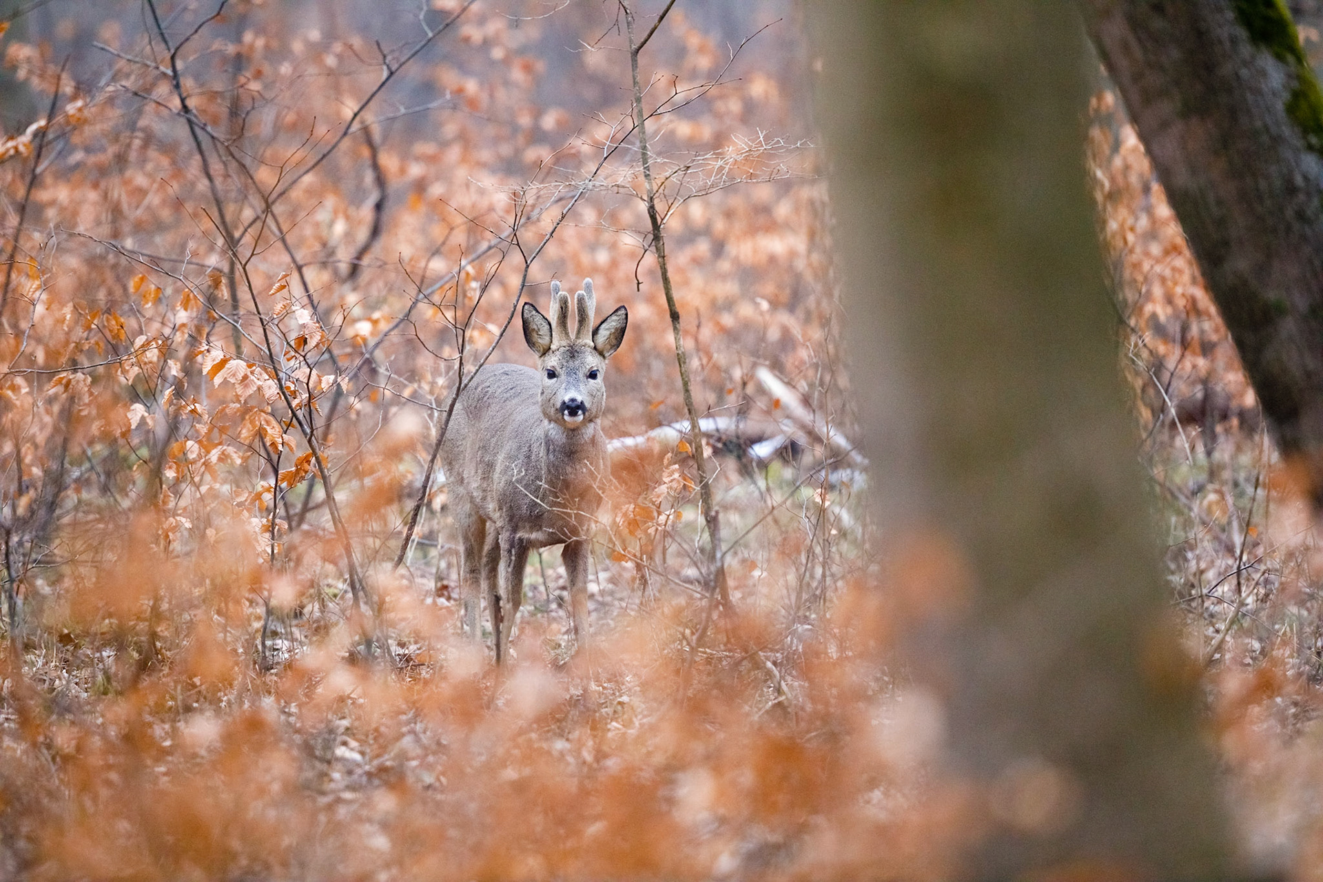 Ein mittelalter Rehbock im Bast inmitten von braun verfärbtem Buchenrauschen