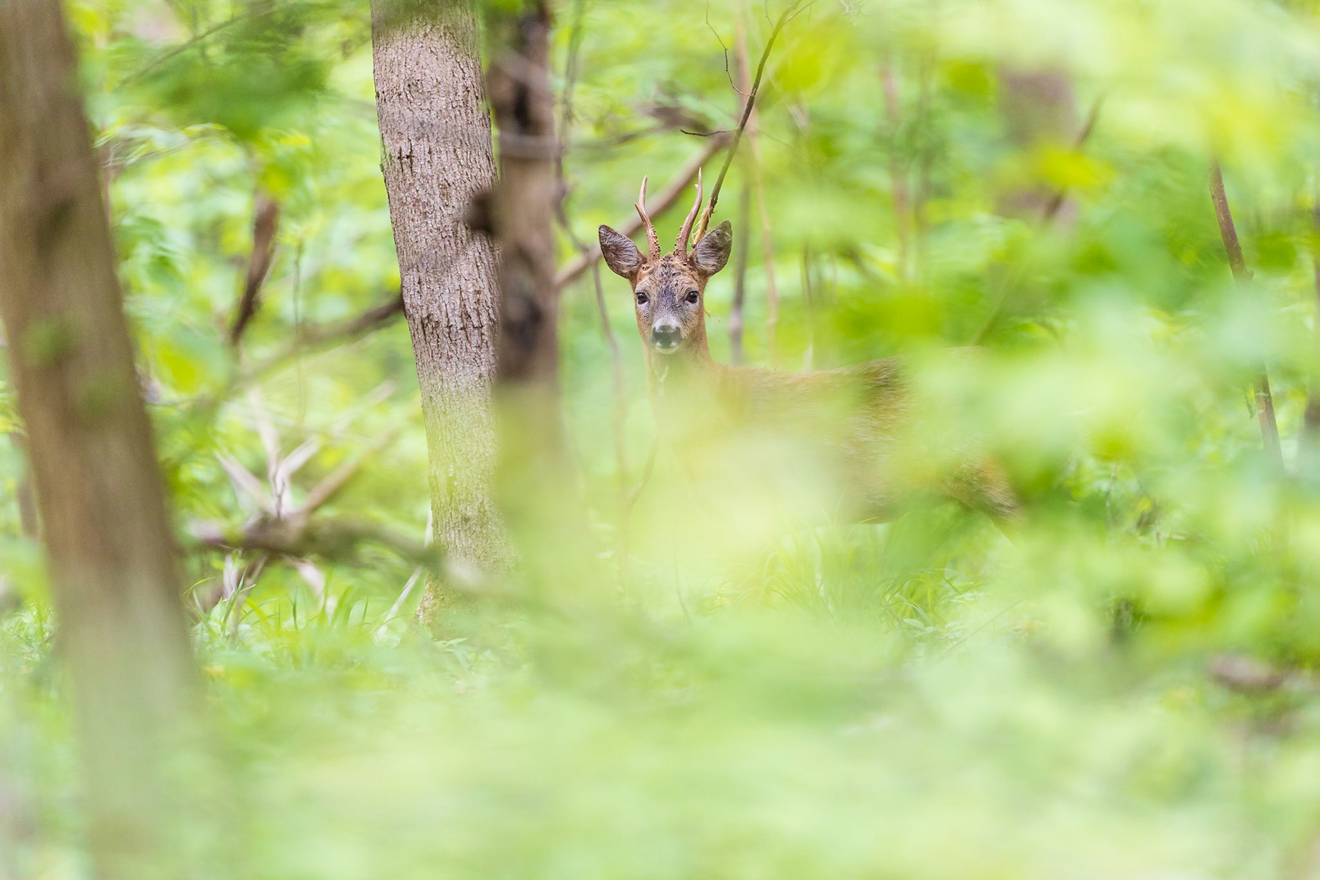 Alter Rehbock verhofft im dichten und grünen Unterholz