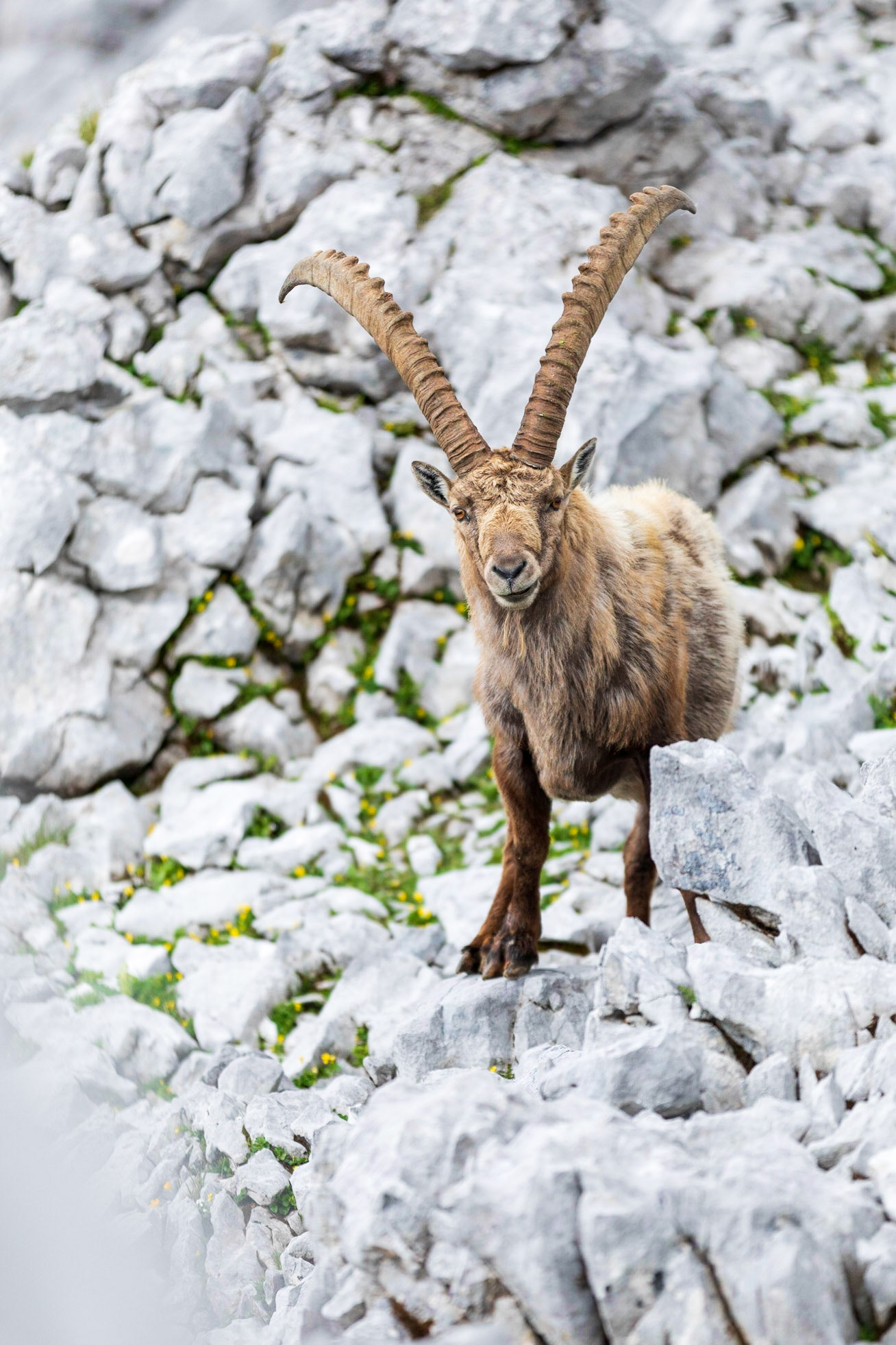Alter Steinbock am Schneibsteingipfel.