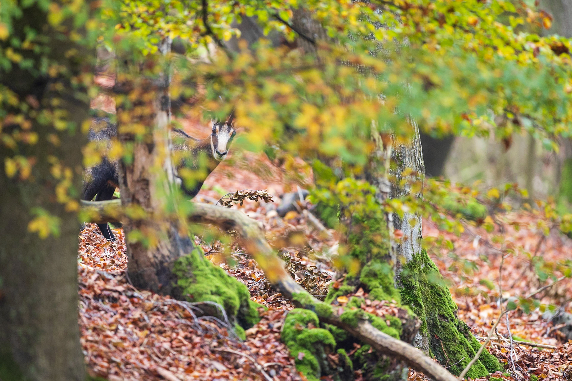 Junger fränkischer Gamsbock in Buchenhochwald.