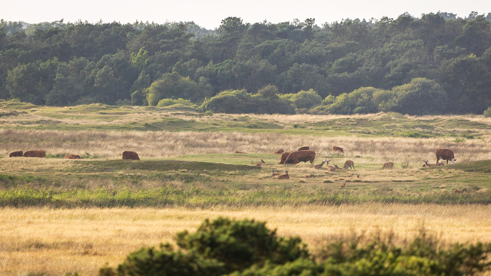 Kahlwildrudel ruht zwischen grasenden Kühen